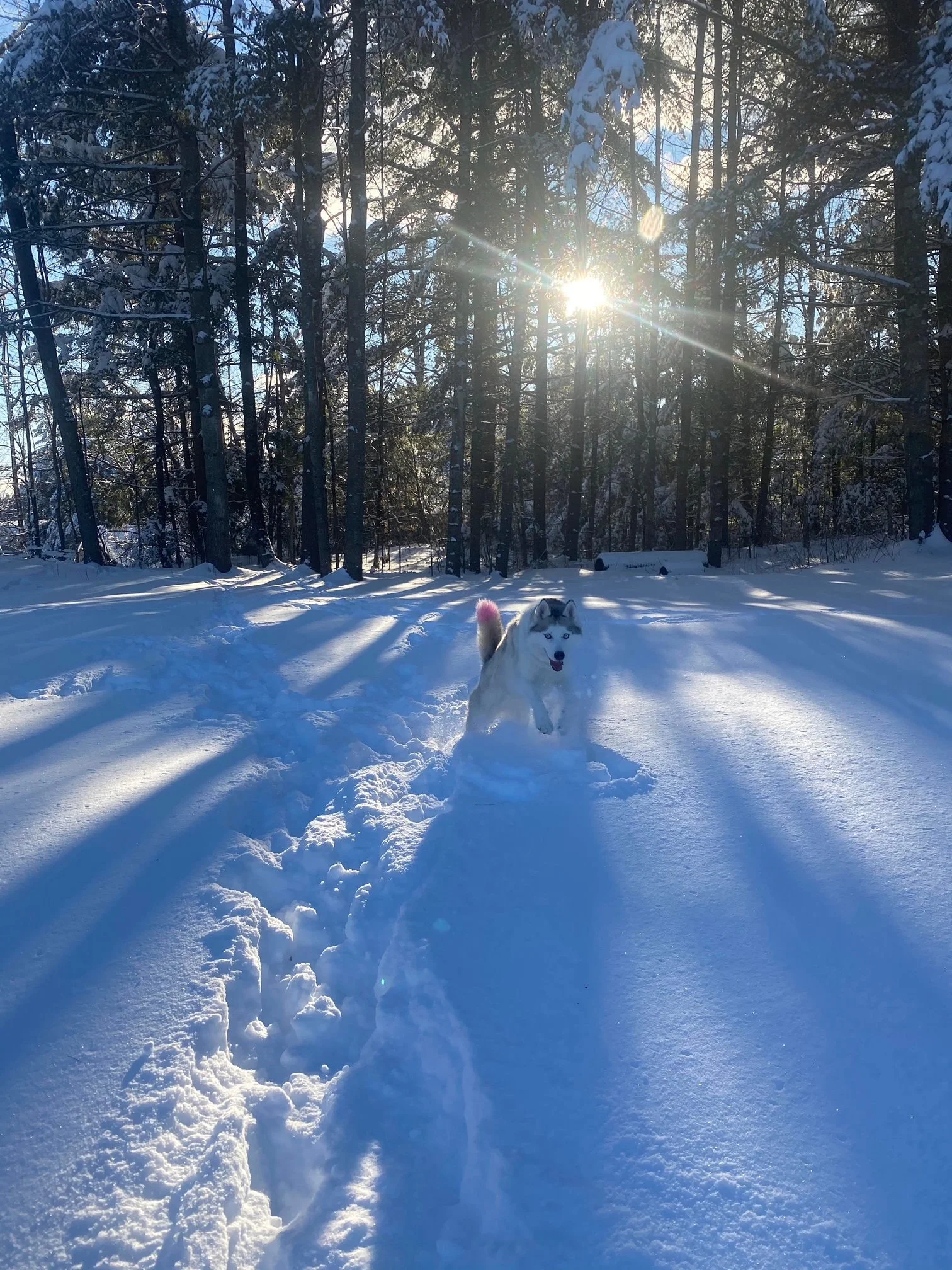  Aspen the Siberian enjoys breaking fresh trails in her Waterbury Center backyard. Photo by Serena Lamson 