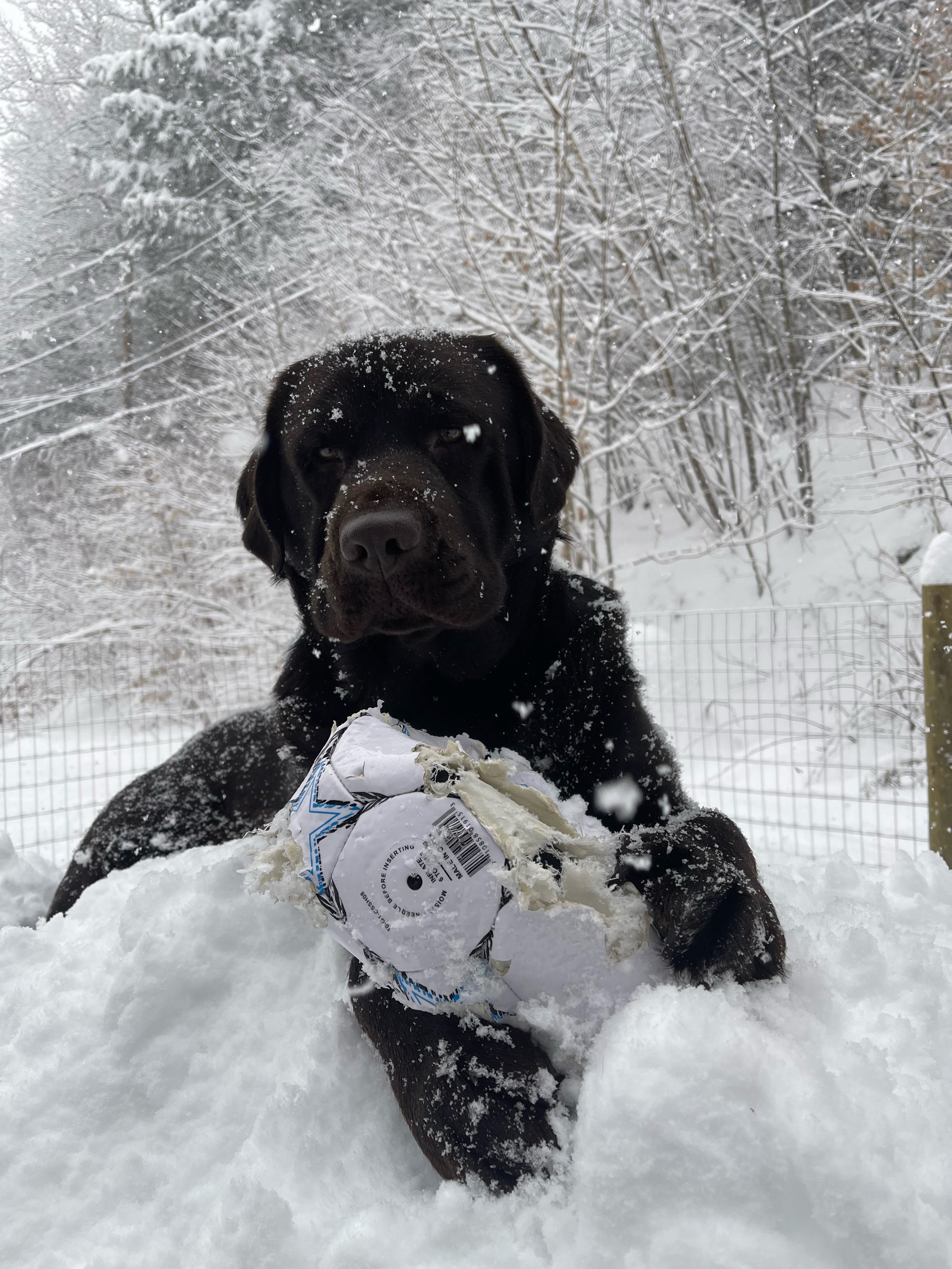   After several super-cold days cooped up indoors, Jameson, a young chocolate lab, gets a snowy workout with his well-loved soccer ball in Duxbury. Photo by Jamie O'Donnell  