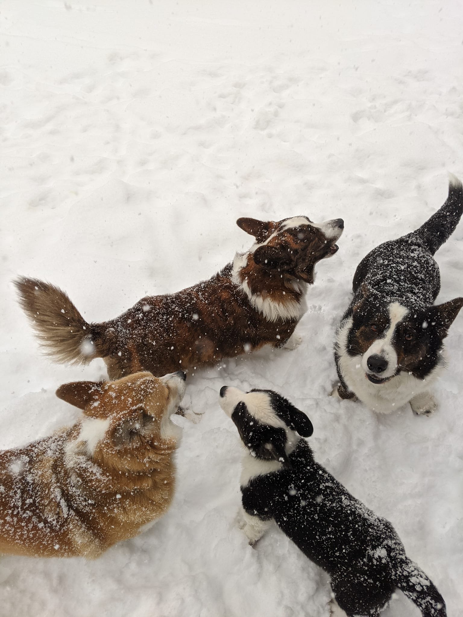   Everyday is a Corgi party at Ripanco Kennels in Duxbury. Enjoying the snow are - from lower left: Phinn, a red Pembroke Welsh Corgi; Dave, red brindle Cardigan Welsh Corgi; Cian, a black and white Cardigan Corgi and the newest member of the pack, 3