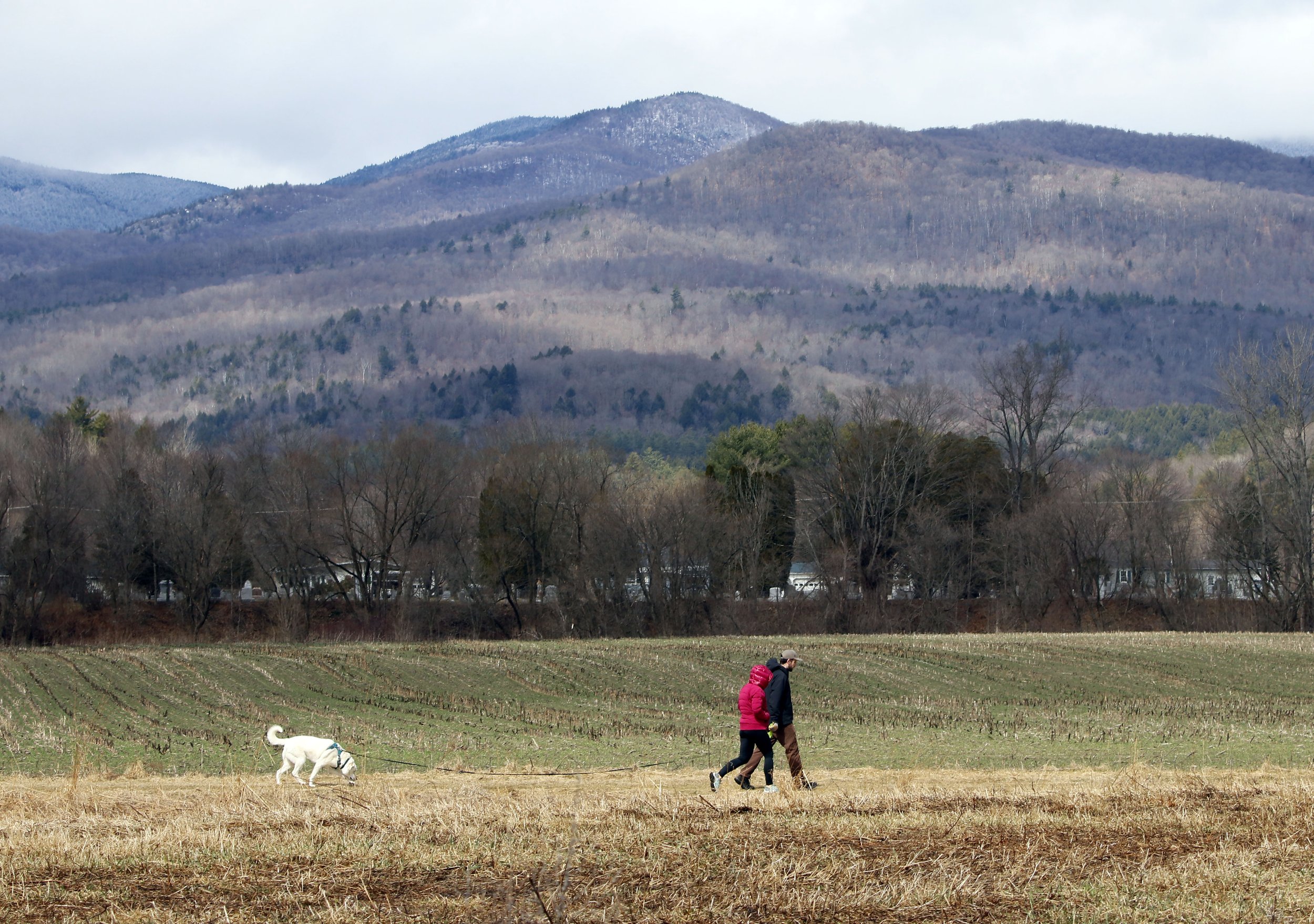 Dog licenses due for renewal by April 1