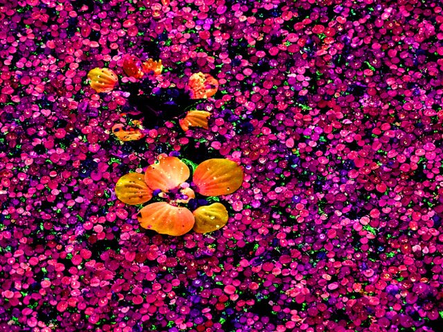 Contest winner Haverstick’s stunningly colorful photos on view at Axel’s