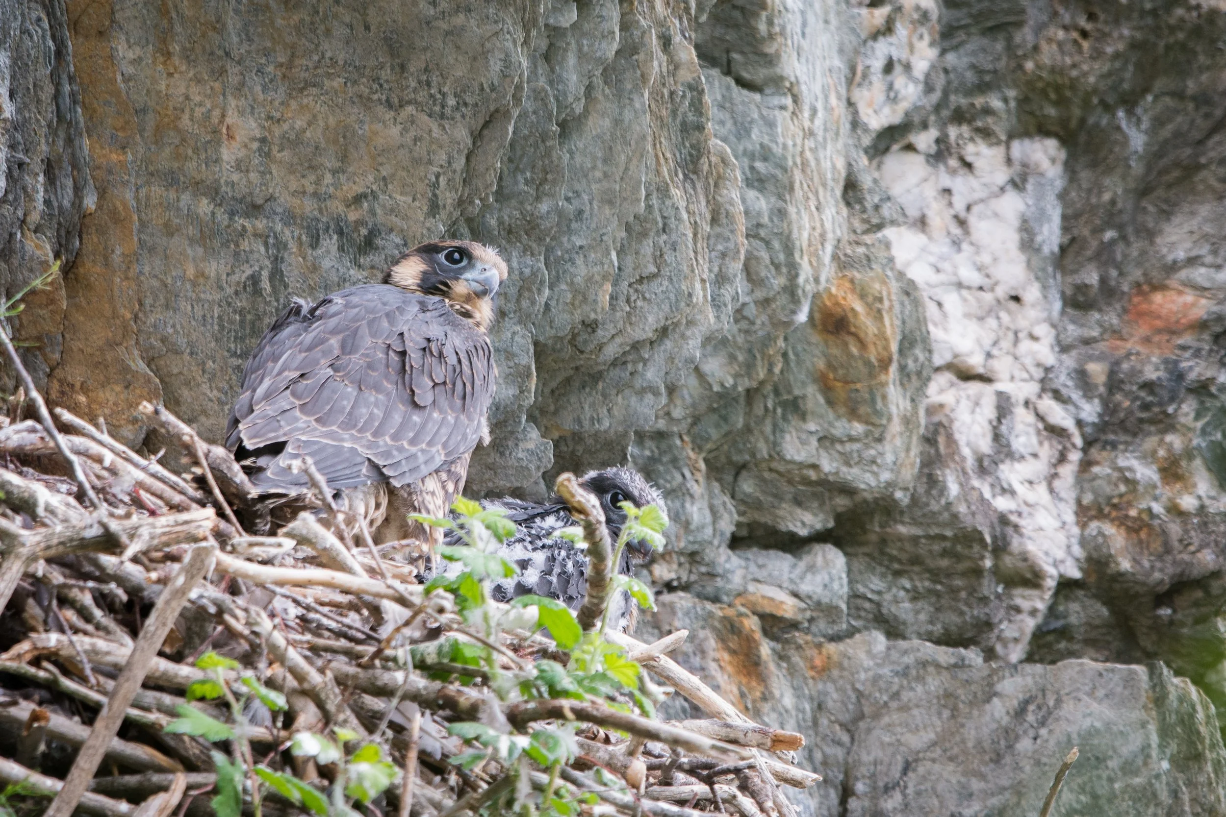 Cliff tops, overlooks closed to protect nesting peregrines