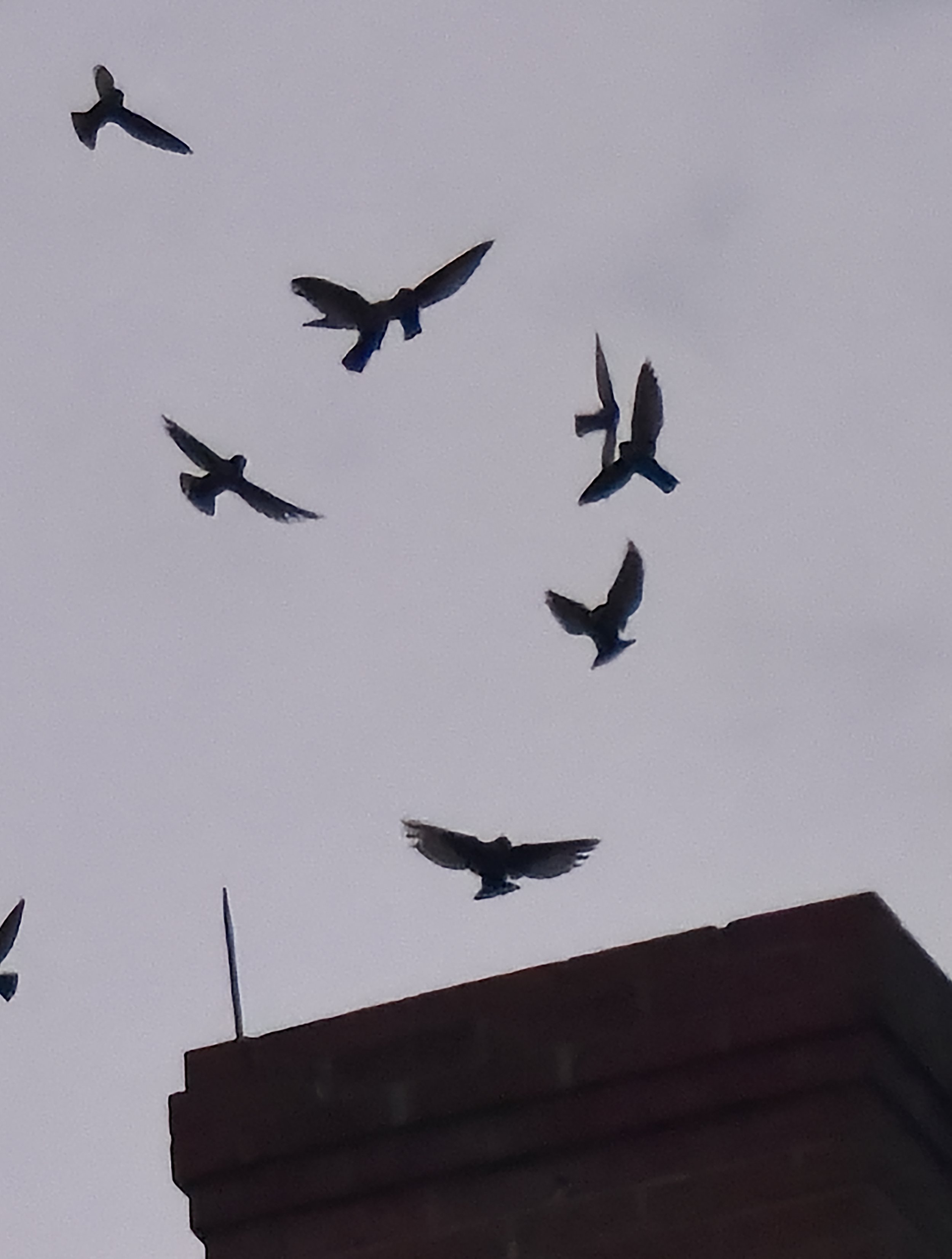 Chimney Swifts Church 10a gm .jpg
