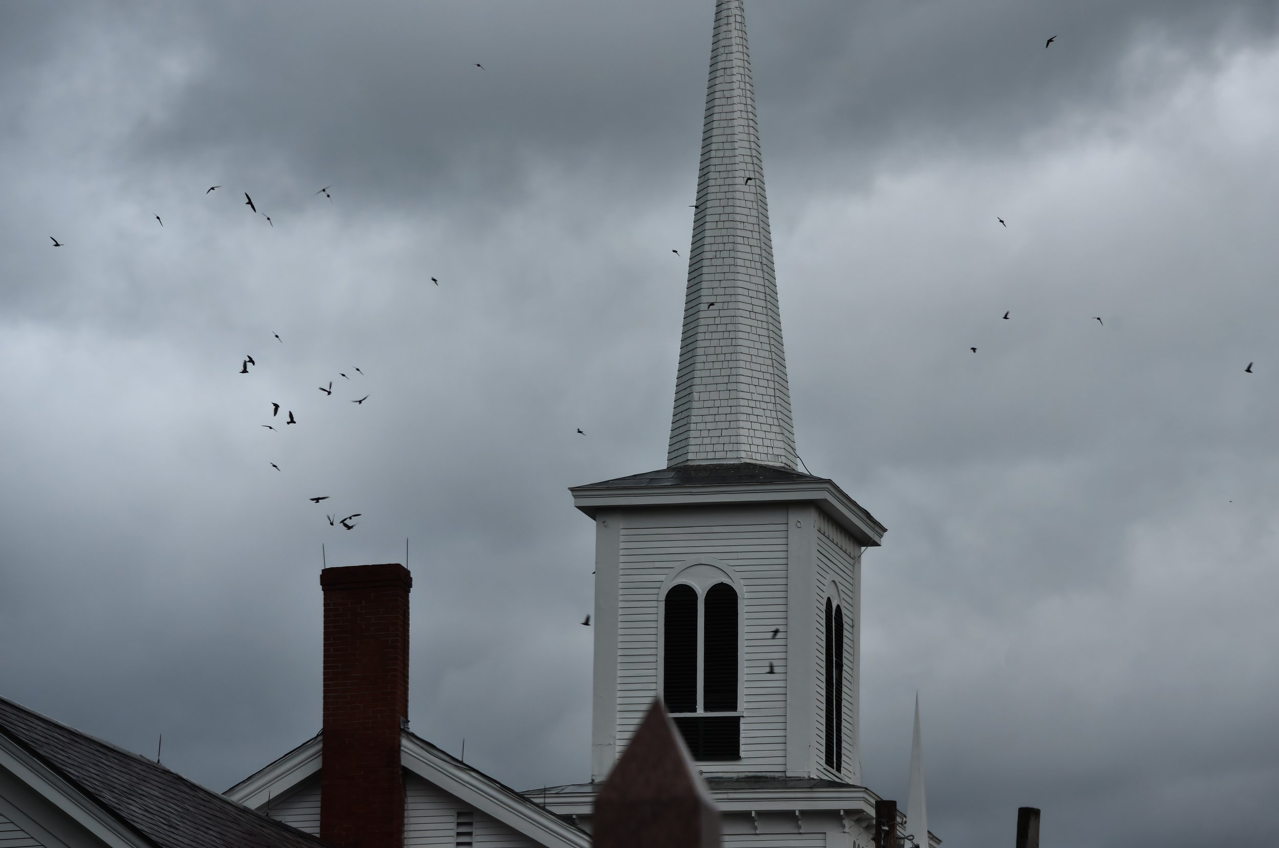 Chimney Swifts Church 14re gm .jpg