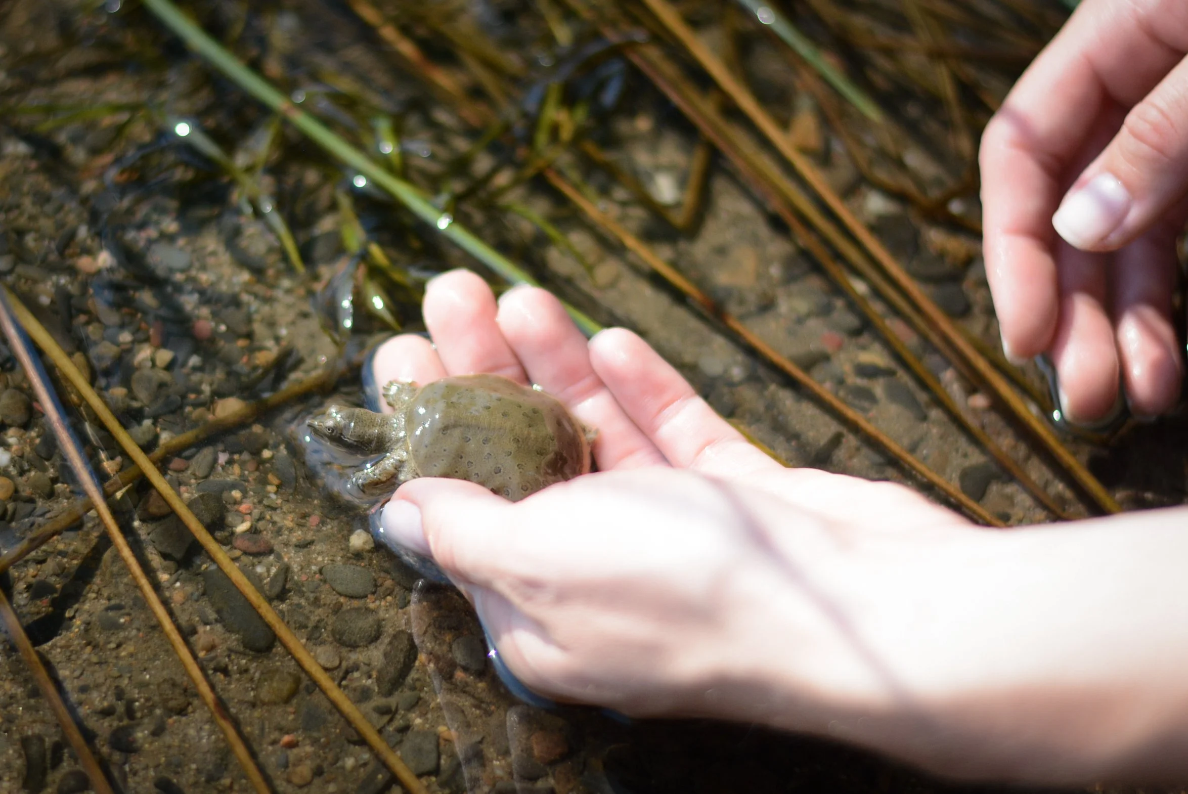 Turtle time: Volunteers needed for nesting beach clean up