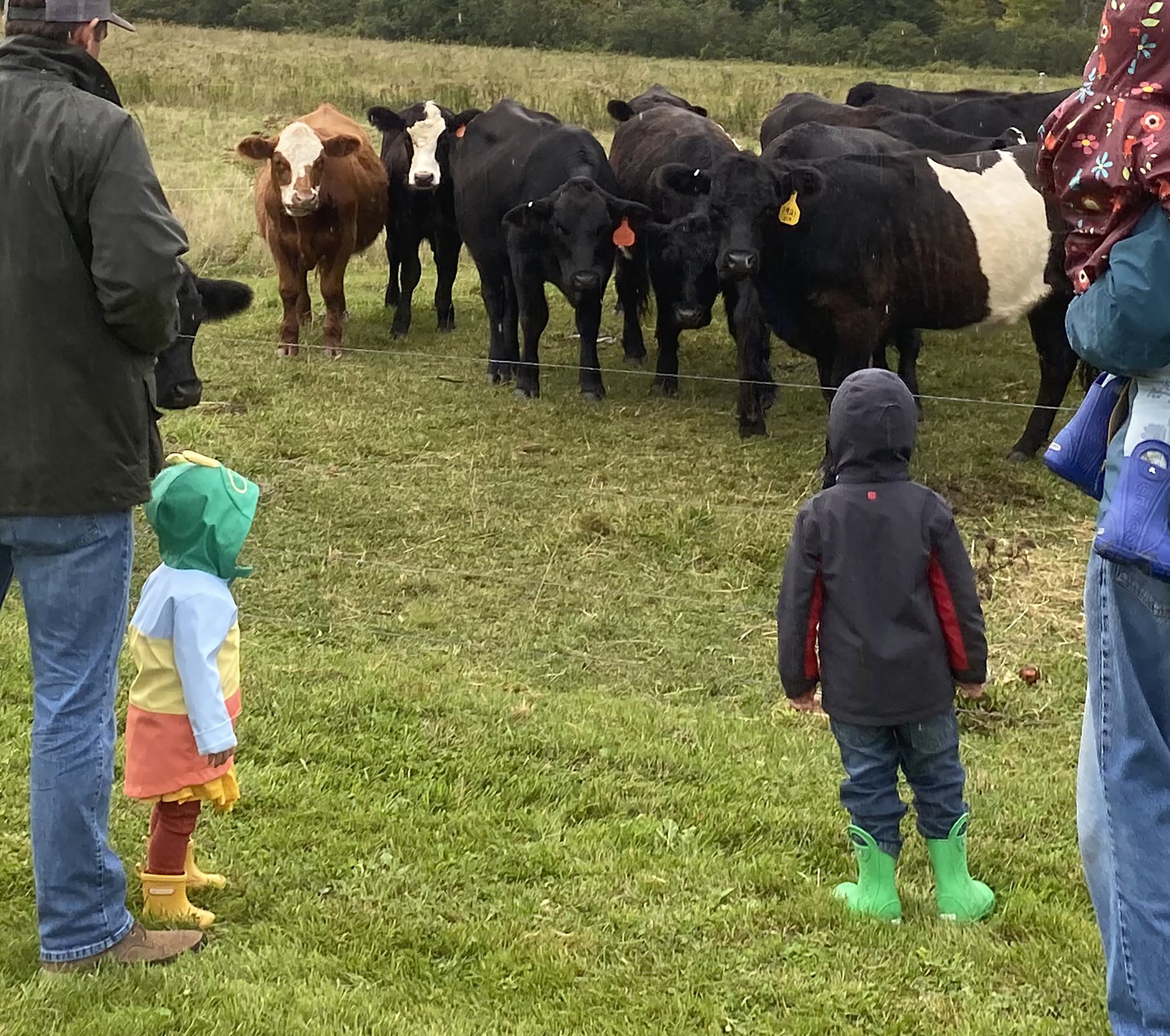  Beef cattle on the property belong to Hadley Gaylord from Waitsfield. The mixed breeds include Belted Galloways. Photo by Gordon Miller  