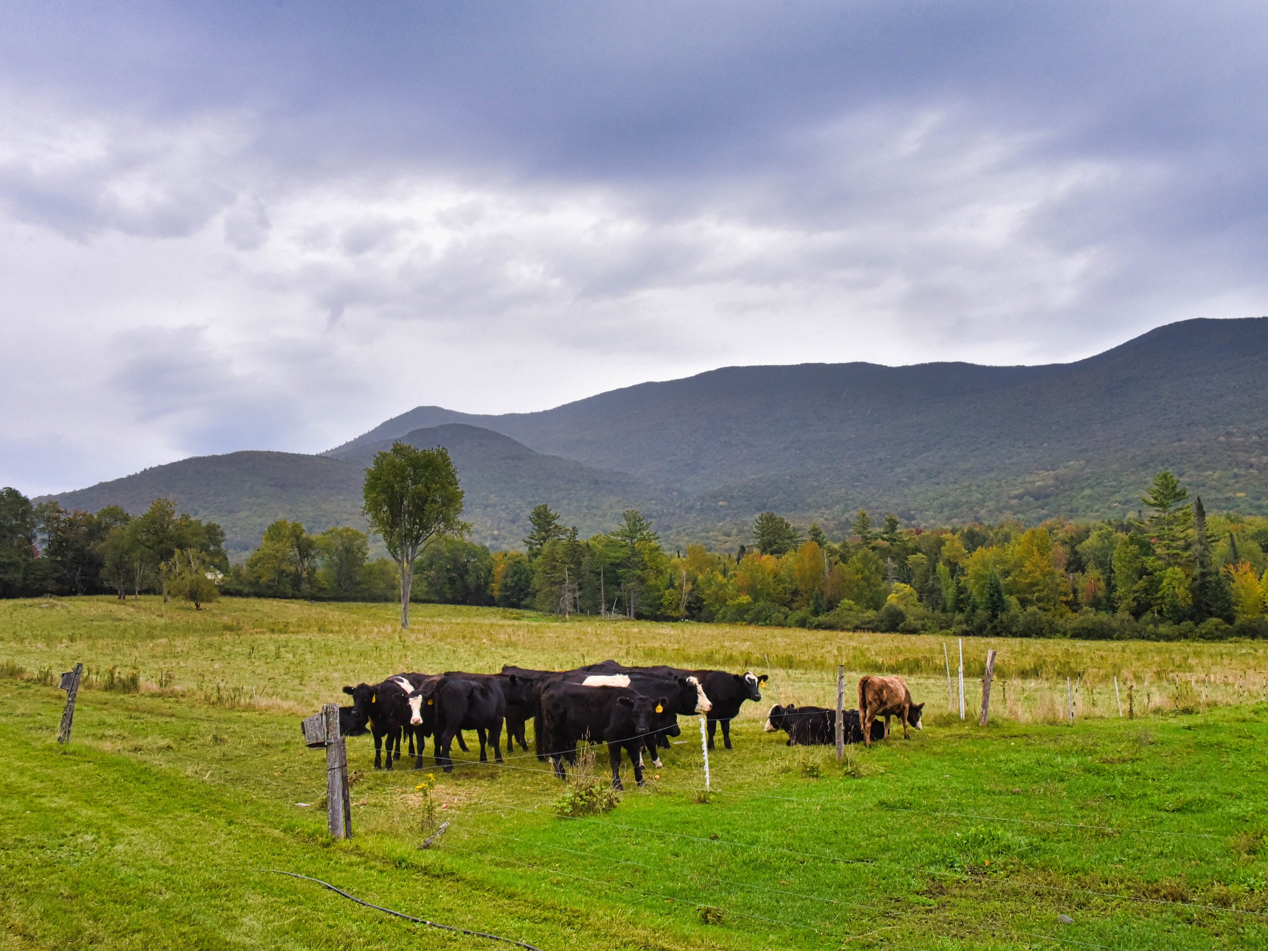  Did we mention that the cattle were a popular attraction? Photo by Gordon Miller  