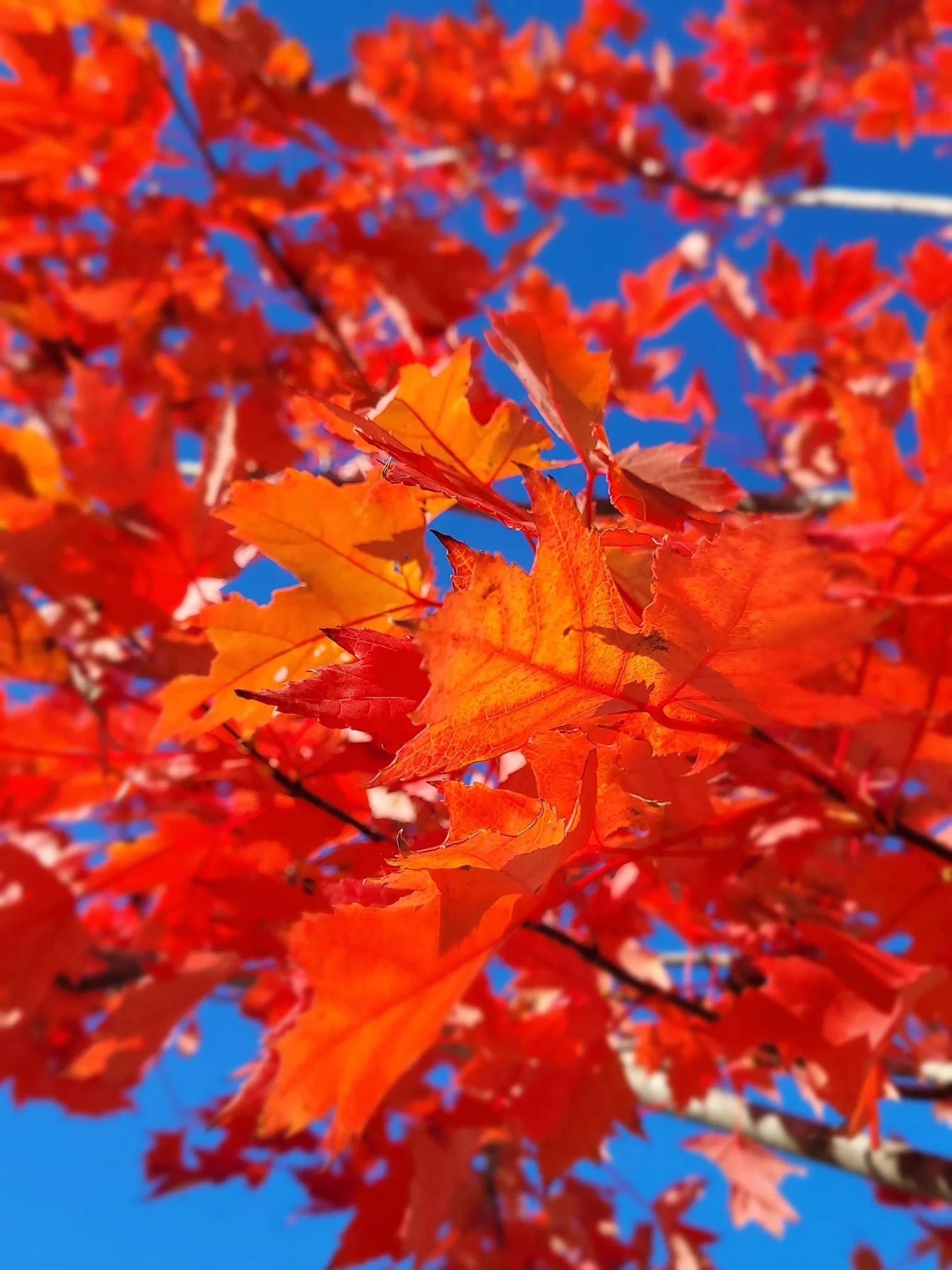 Reader Foliage Photos 2022