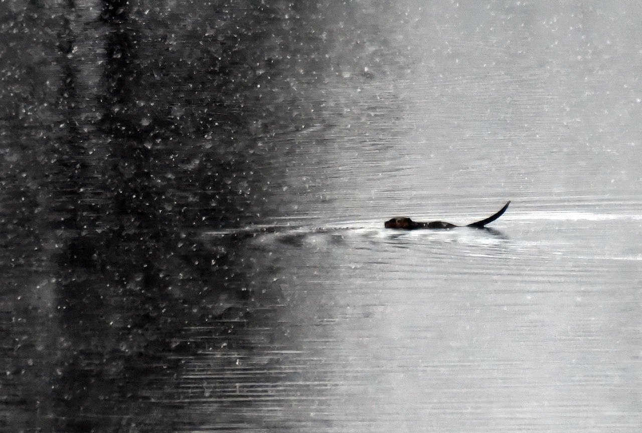  A fine day for a swim. Beaver on the reservoir. Photo by Gordon Miller 