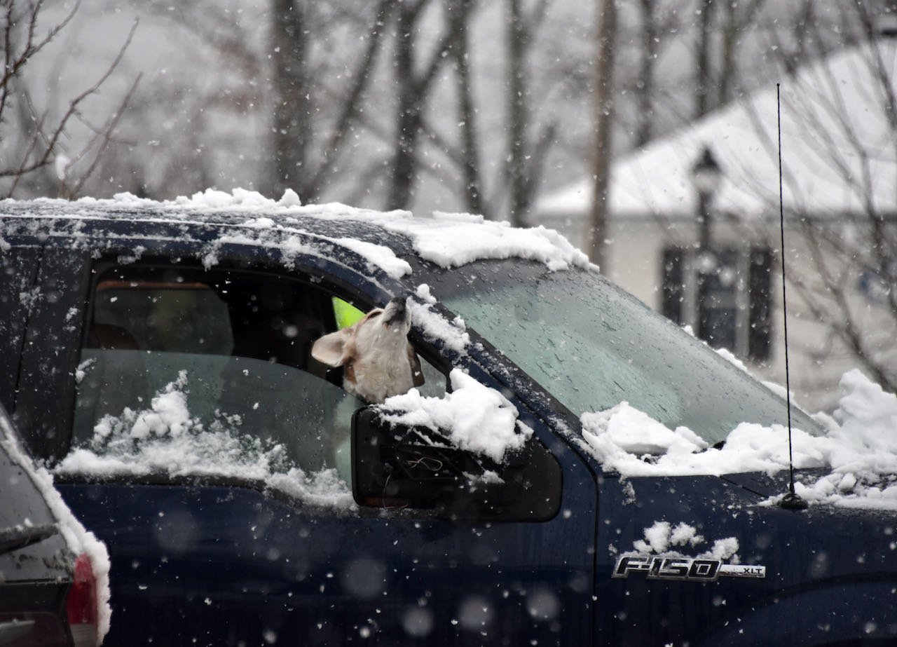  At the Post Office, this canine waits and sings. Photo by Gordon Miller 