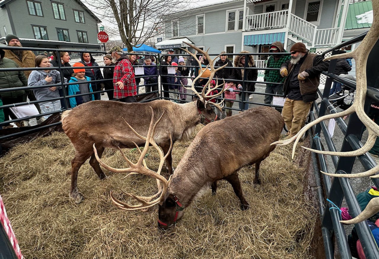   Reindeer from the Vermont Reindeer Farm visit Waterbury. Photo by Gordon Miller  