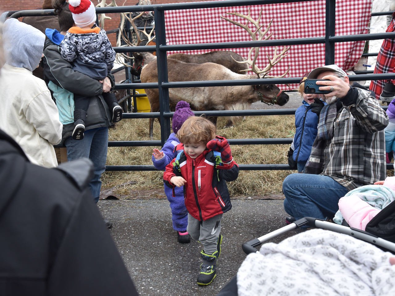   Reindeer make for a nice photo op. Photo by Gordon Miller  