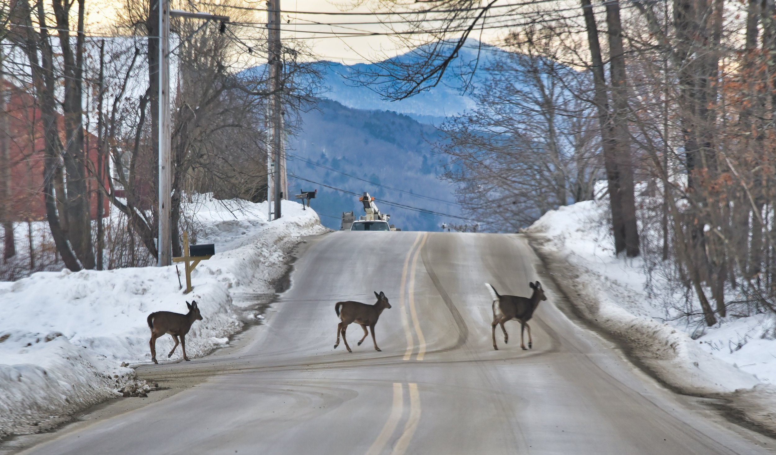  Busy day on Blush Hill Road as deer meander not far from a utility crew working nearby. Photo by Gordon Miller 