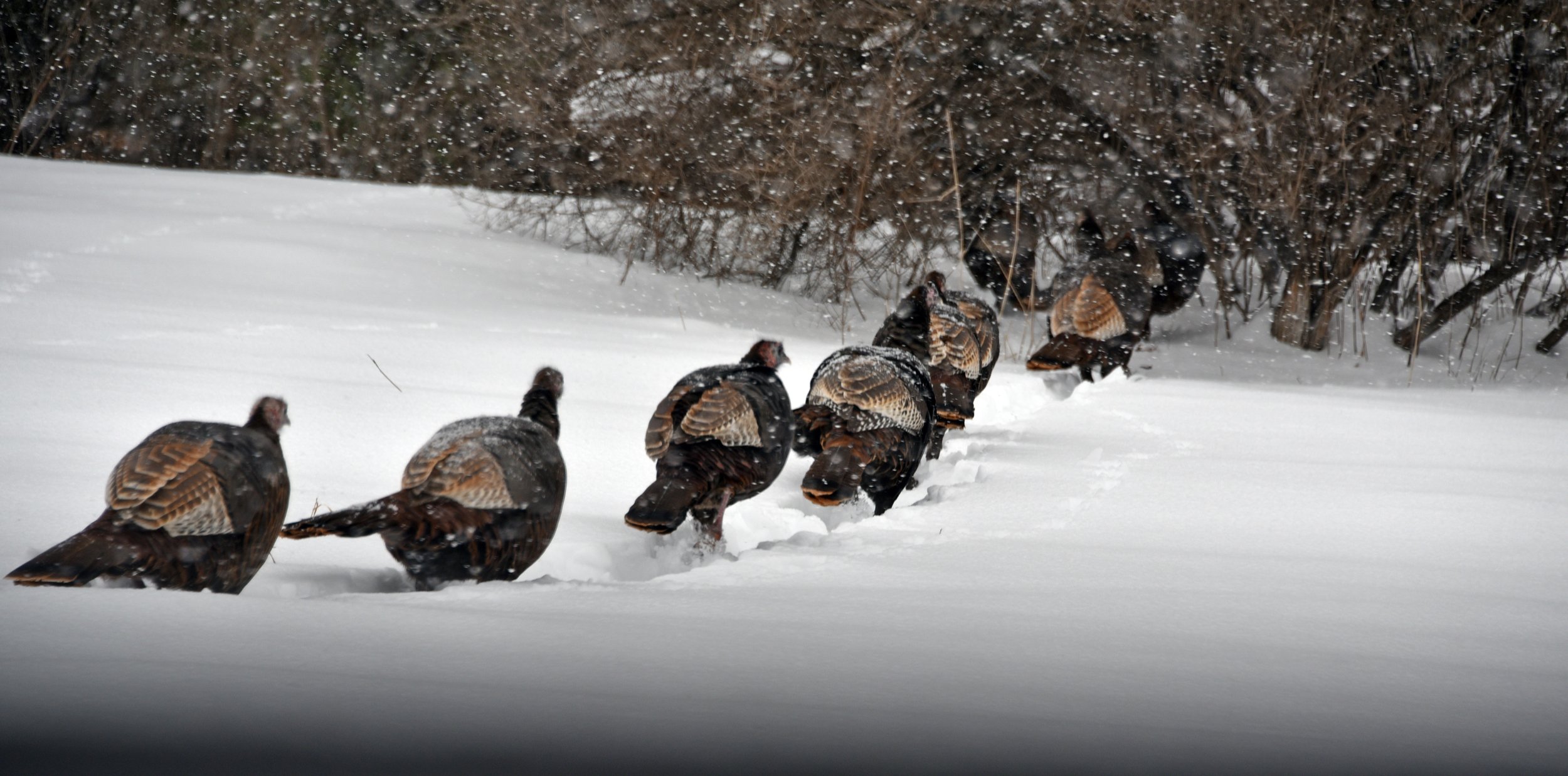  Some of Blush Hill’s abundant turkey population browses for lunch. Photo by Gordon Miller  