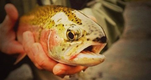 Fish on screen: The Big Picture to show local teen’s film about trout, conservation, the environment