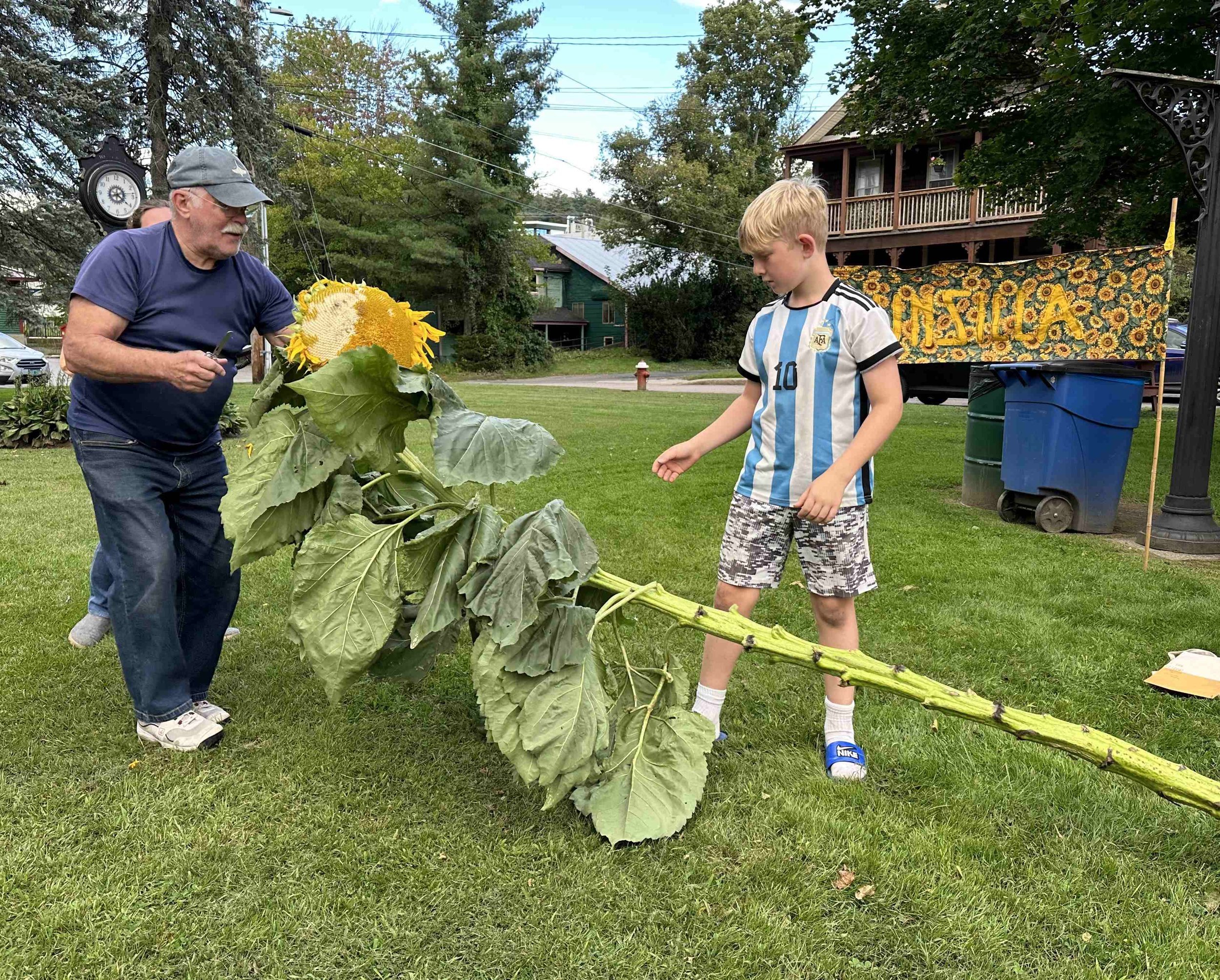  Rotarian Al Lewis gets to measuring Alex Greiner’s sunflower. Photo by Lisa Scagliotti 