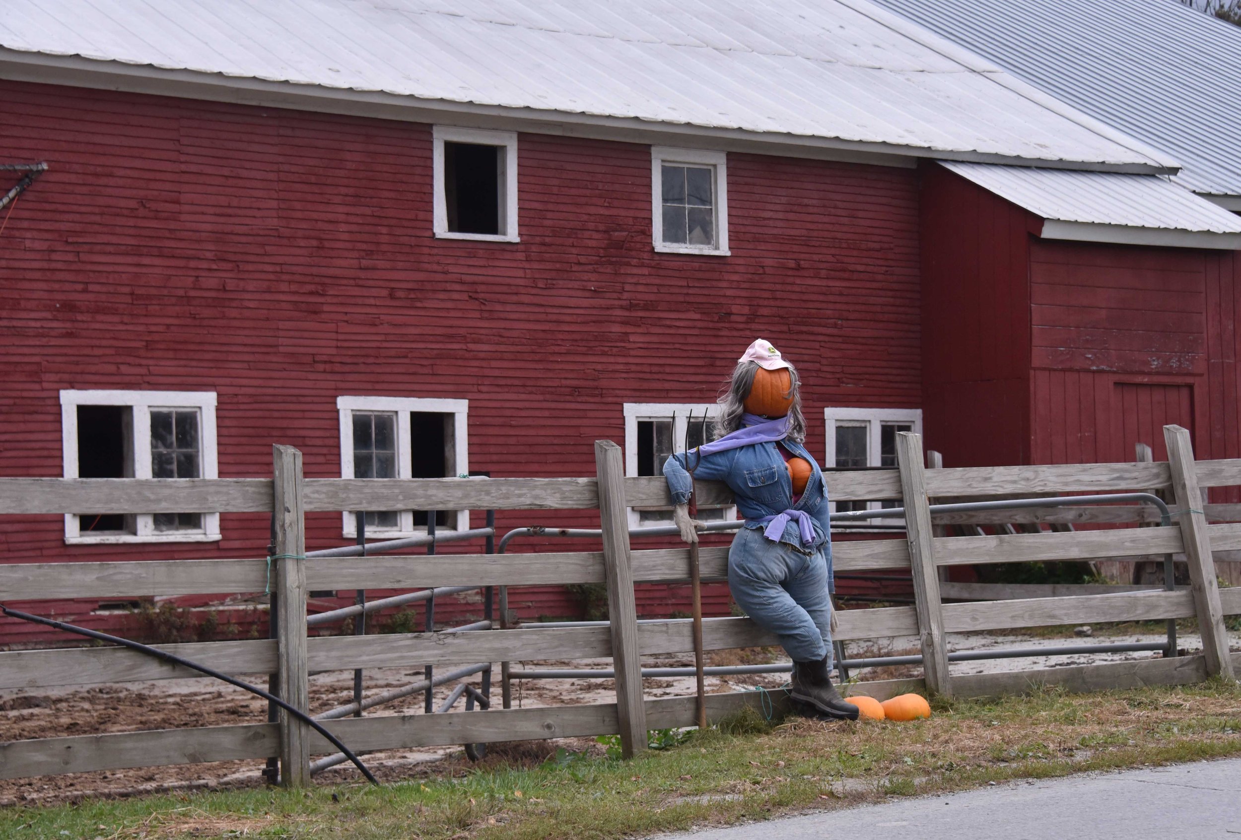  The Davis Farm doesn’t disappoint with some fall cheeky fun. Photo by Gordon Miller 
