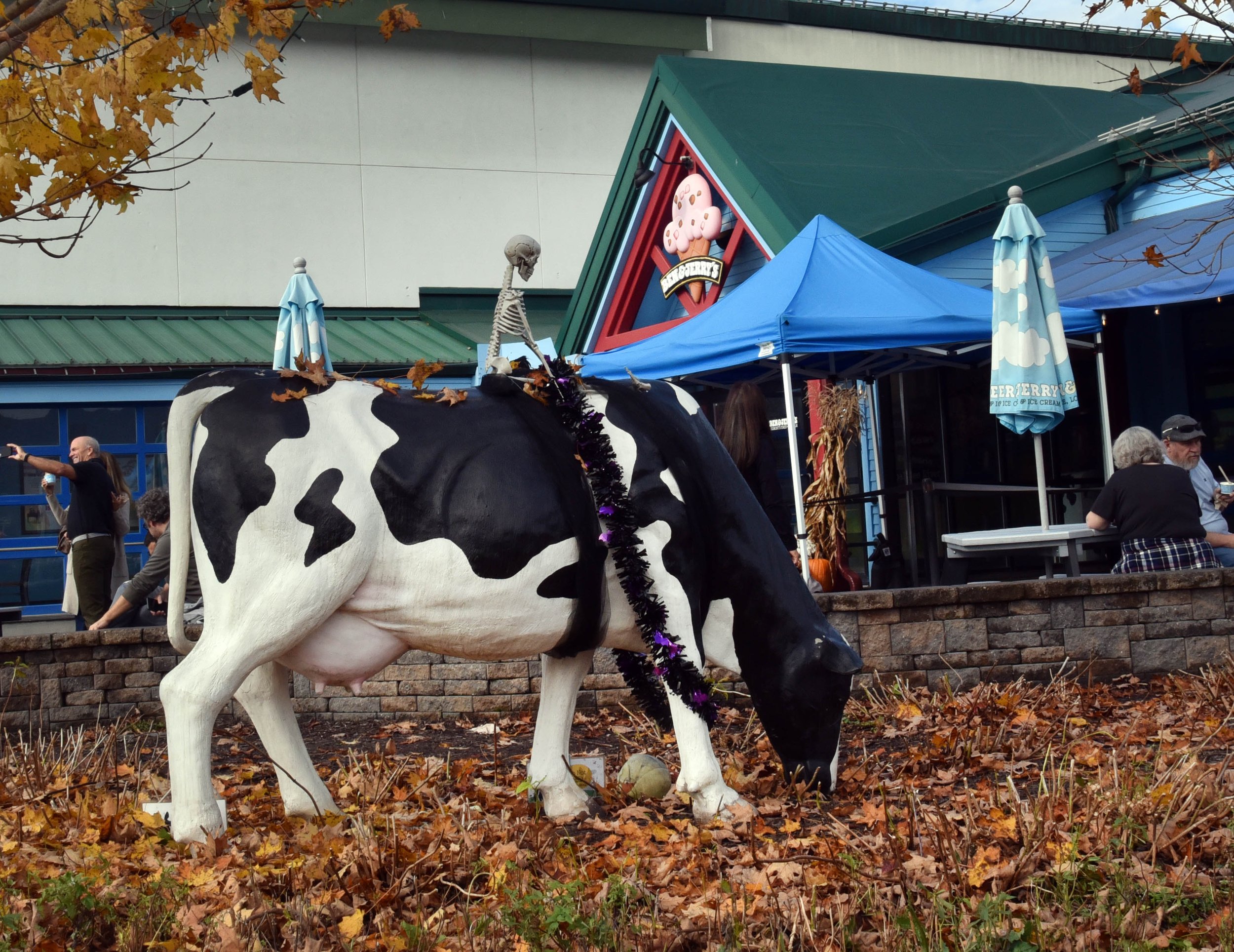  Pretend cow at Ben &amp; Jerry’s. Photo by Gordon Miller 