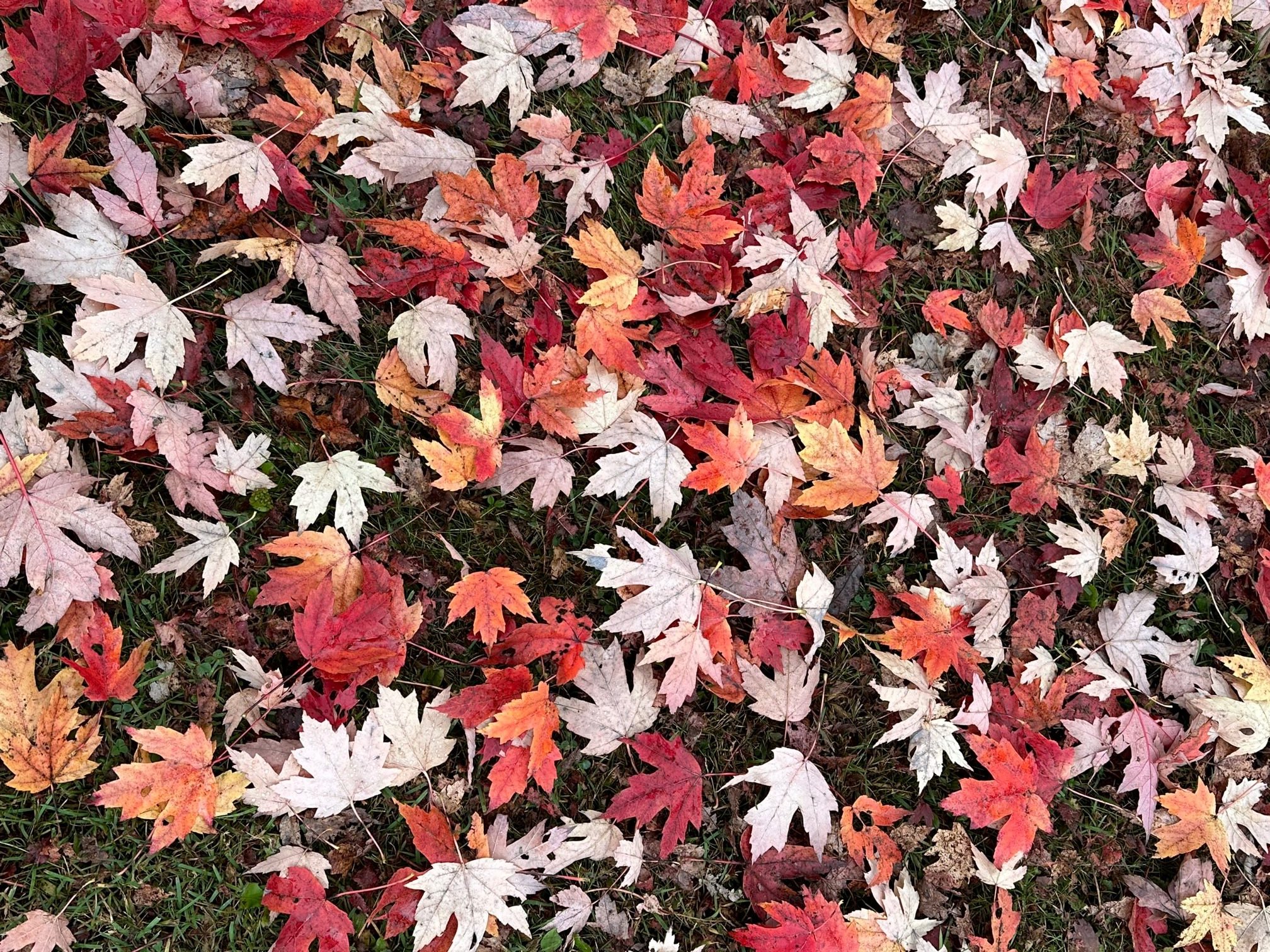 Reader Foliage Photos 2023