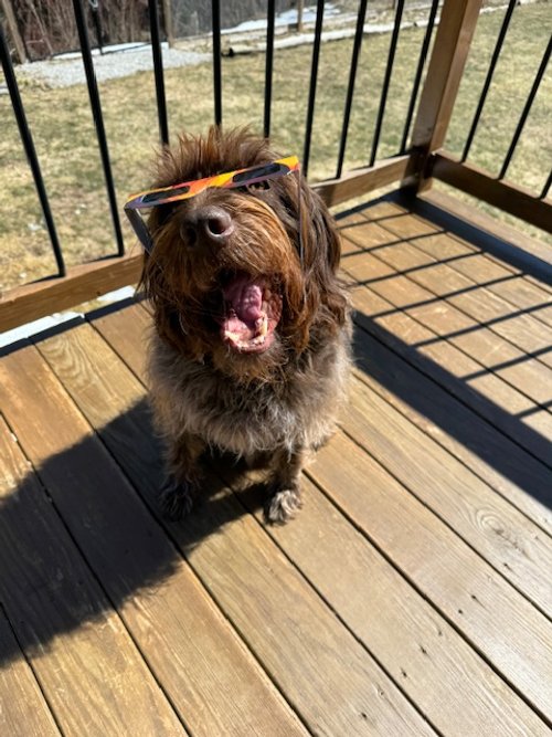   Olive (briefly) tries on eclipse glasses. Photo by Gwenna Peters  