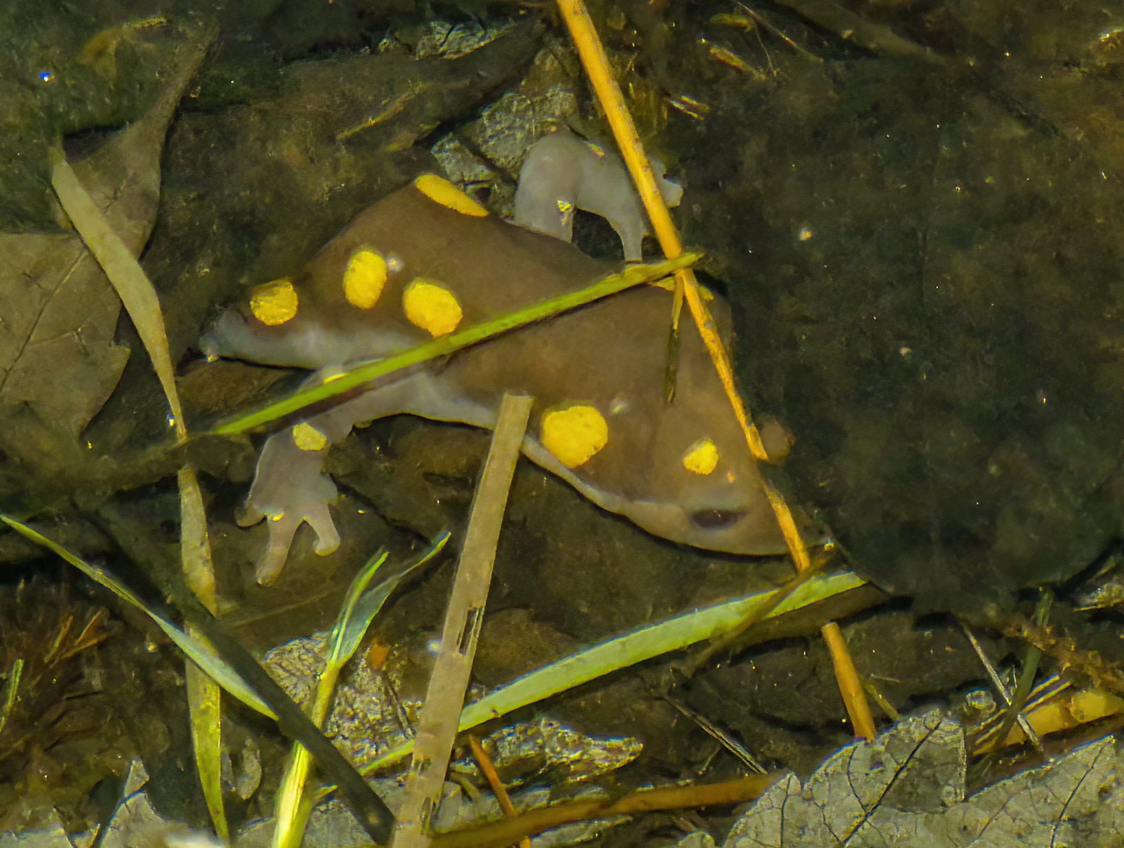 Shawnee salamander 1 .jpg