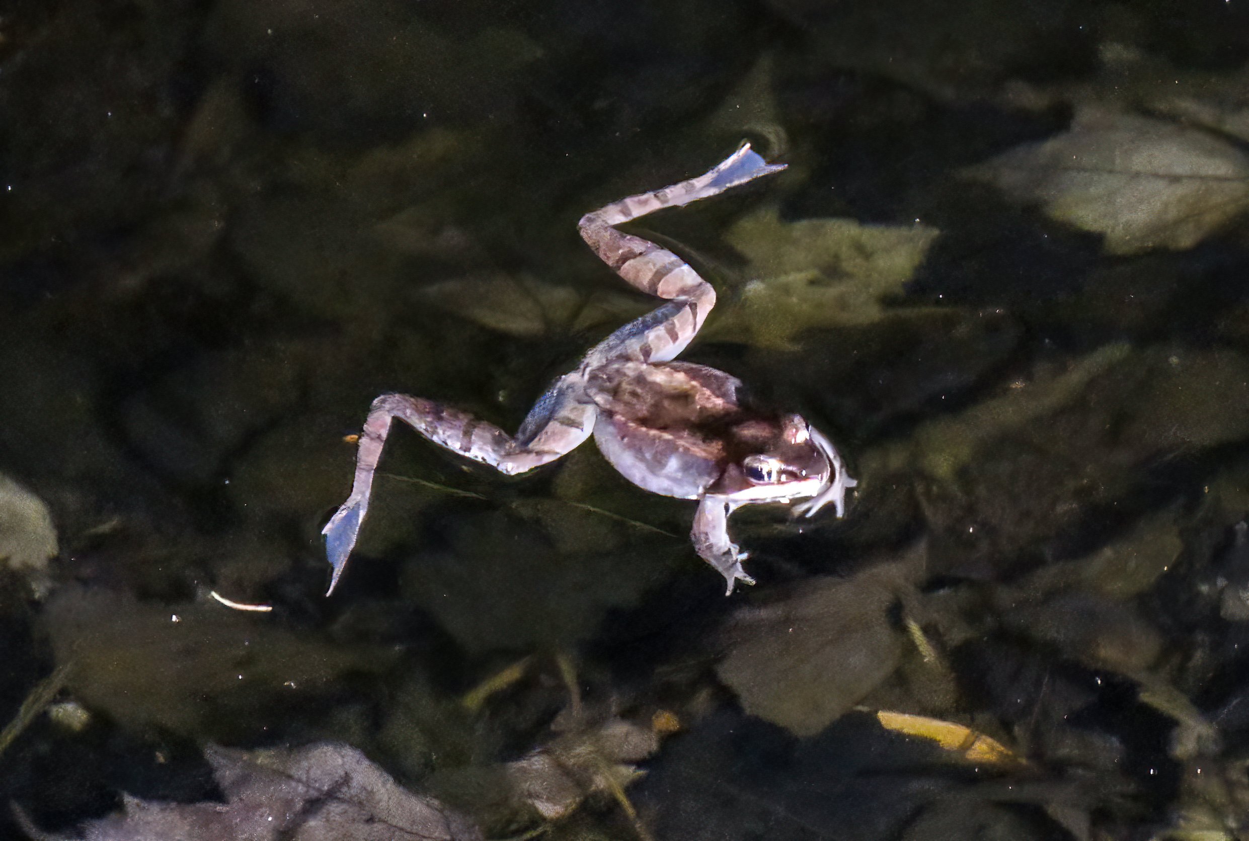 Shawnee frog 1 .jpg