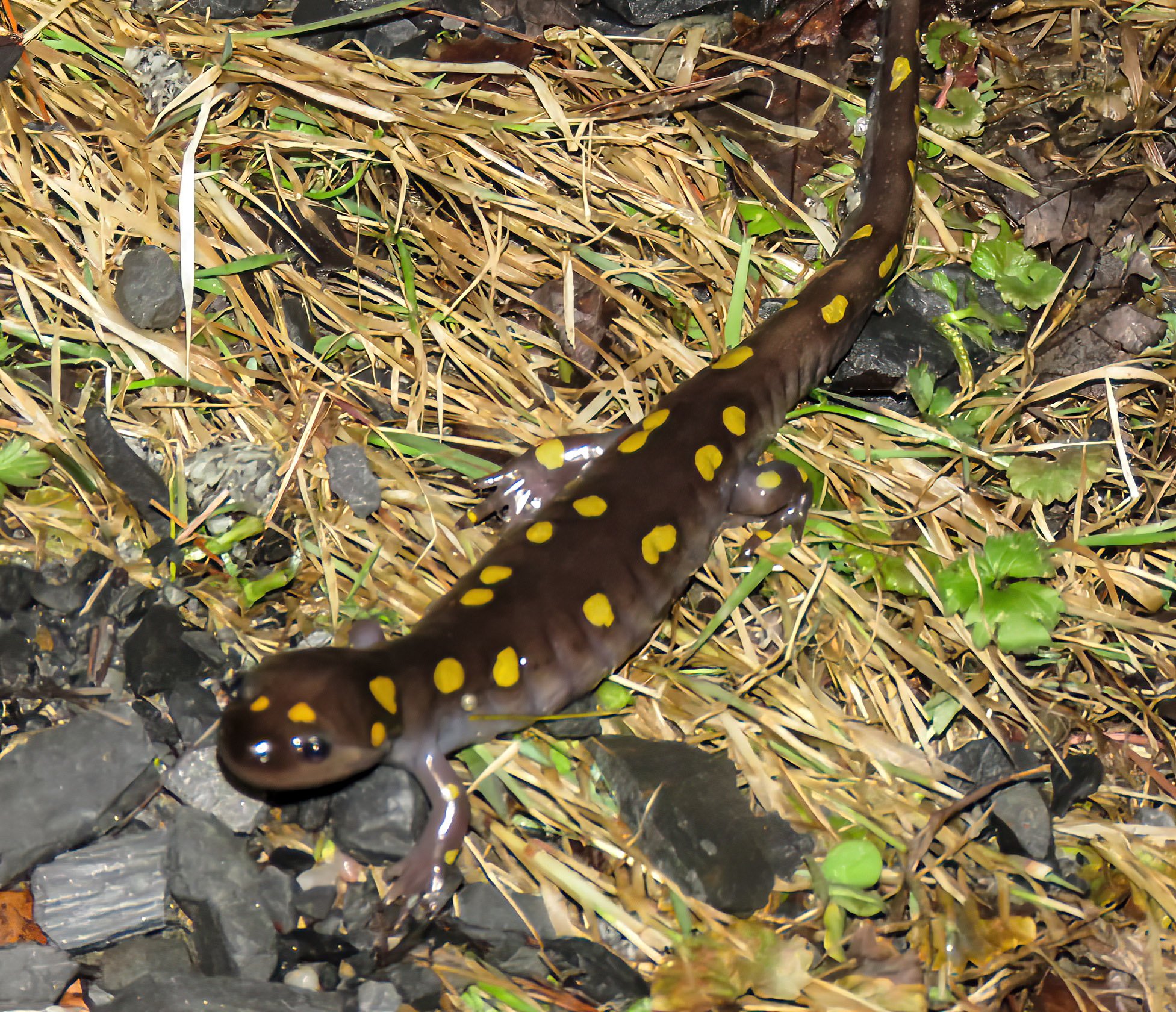 Shawnee salamander 4 .jpg
