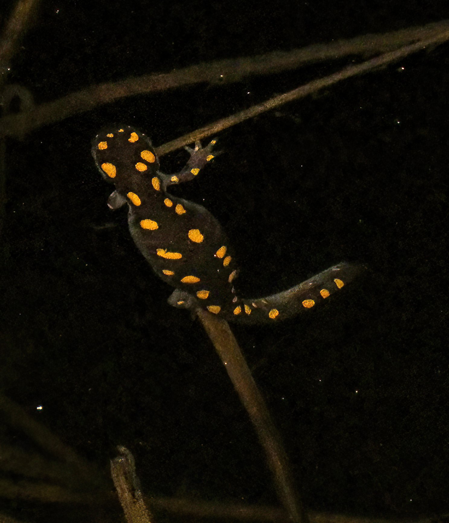 Shawnee salamander 7 .jpg