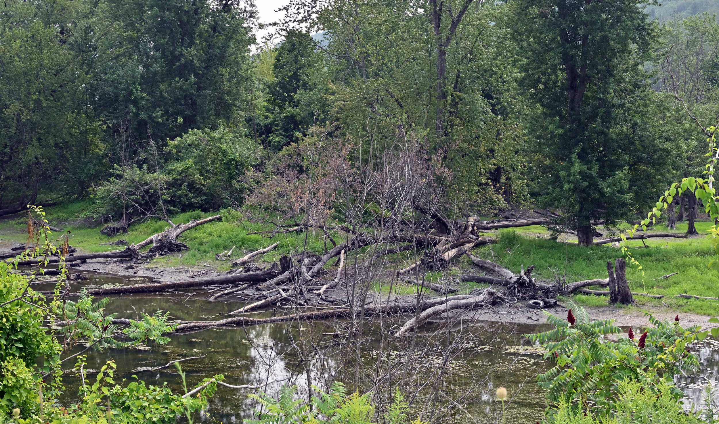  Butler Pond. Photo by Gordon Miller 