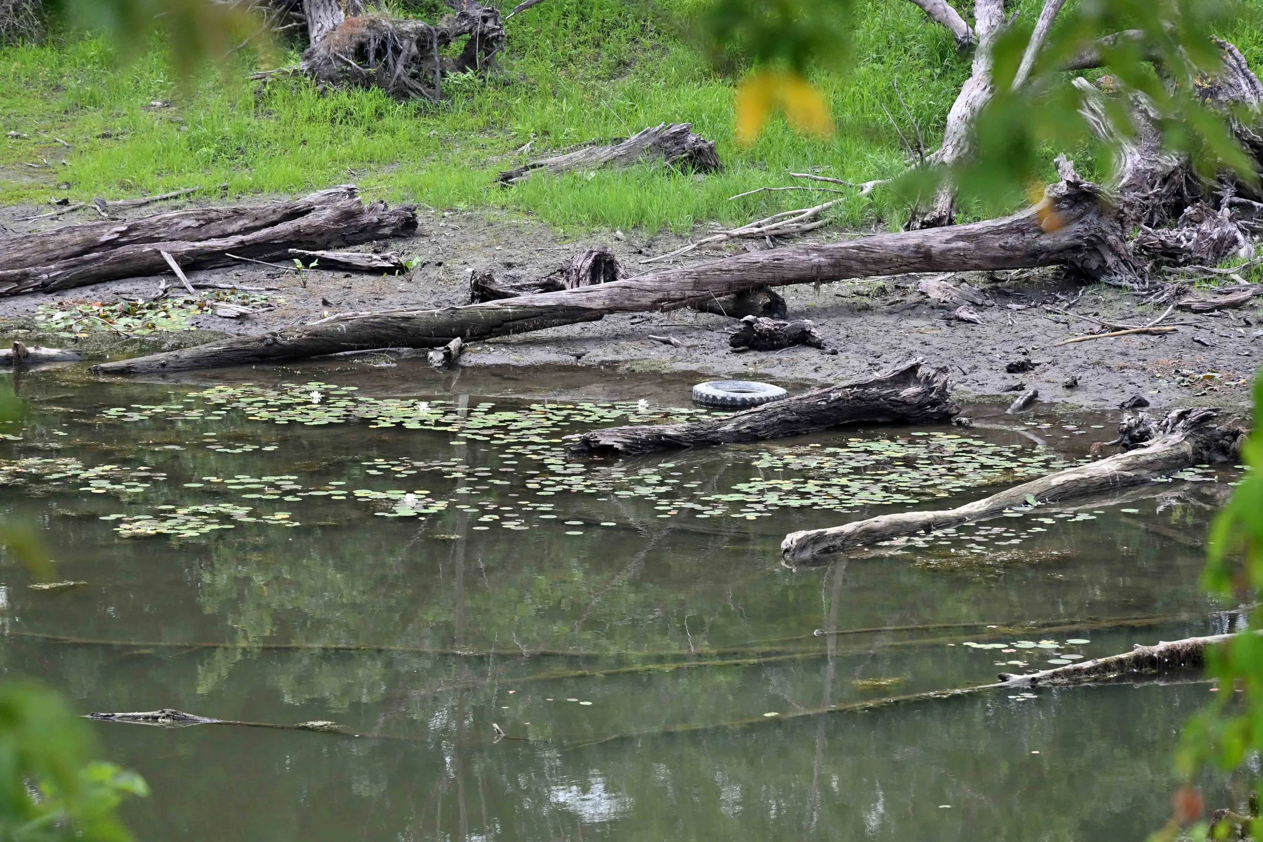  Low water at Butler Pond.&nbsp;Photo by Gordon Miller 