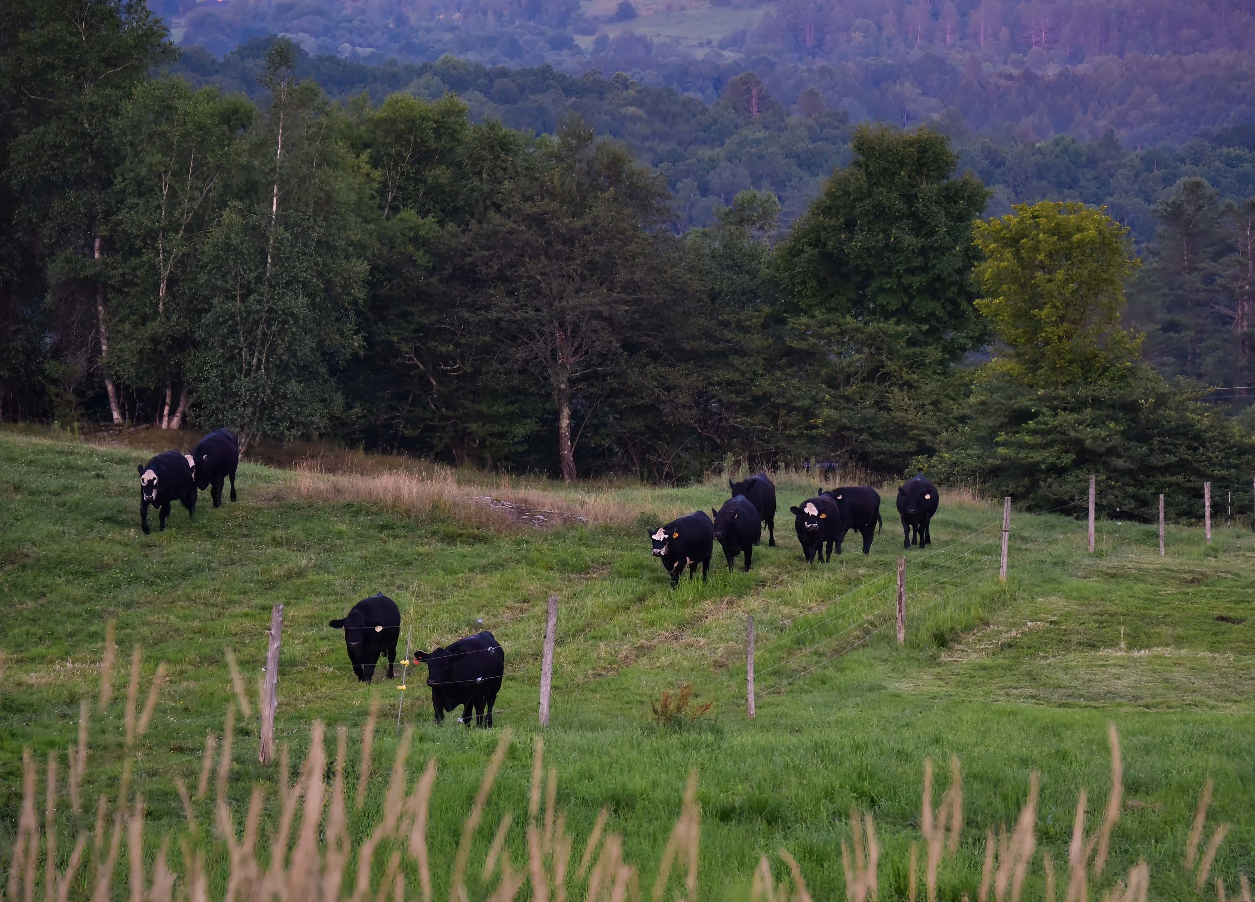  Black angus cows graze on Blush Hill. Photo by Gordon Miller 