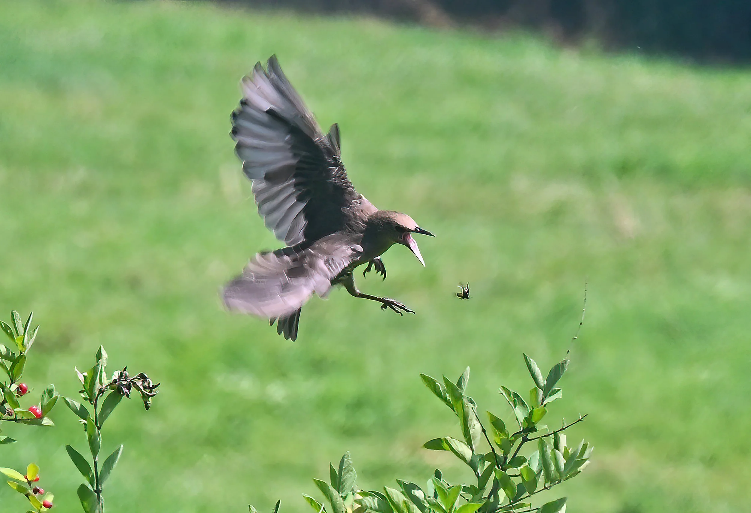  A cowbird catches a snack. Photo by Gordon Miller 