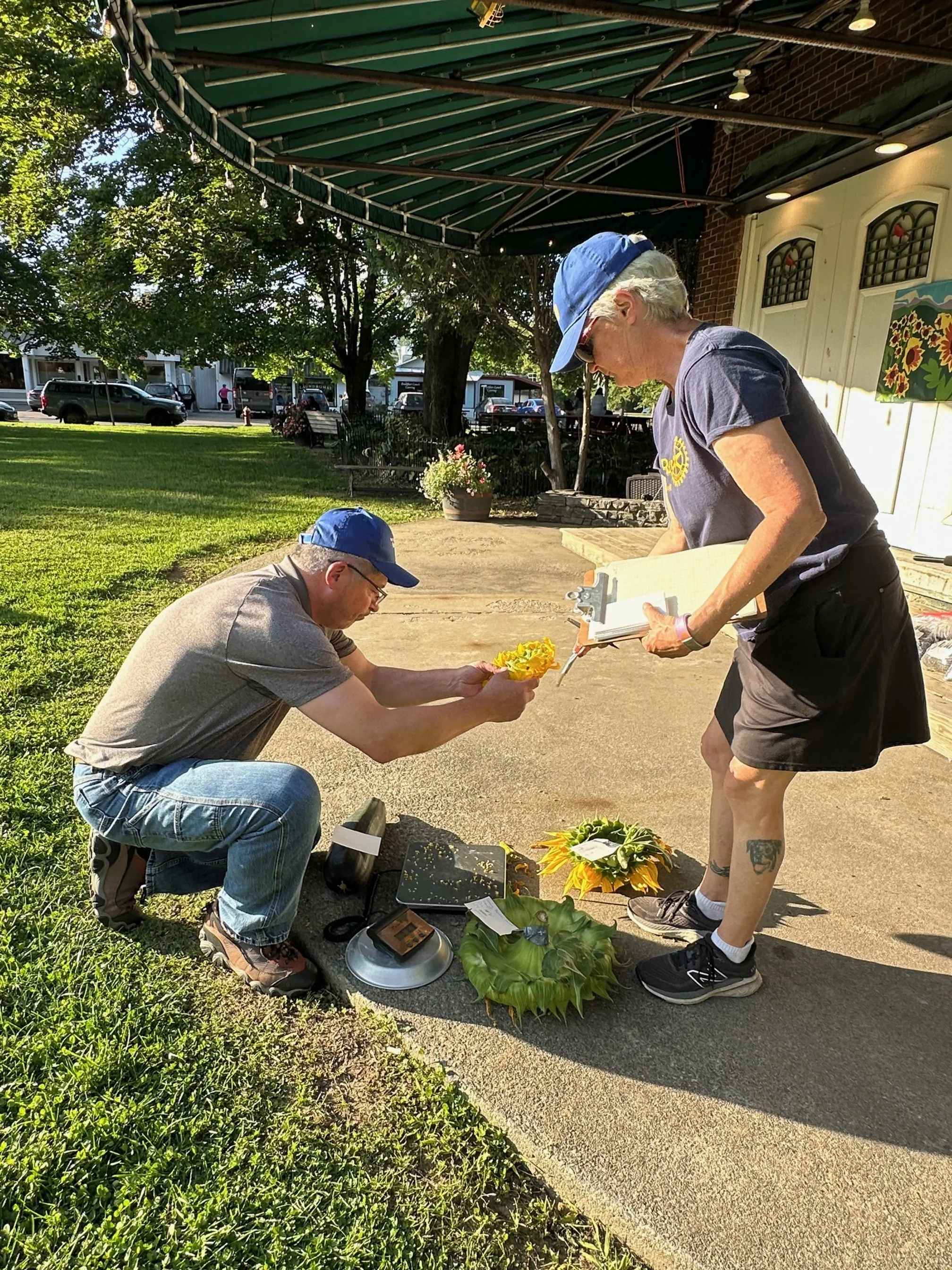  Jim Myers and Phyllis Arsenault-Berry carefully weigh sunflower heads. Photo by Lisa Scagliotti 