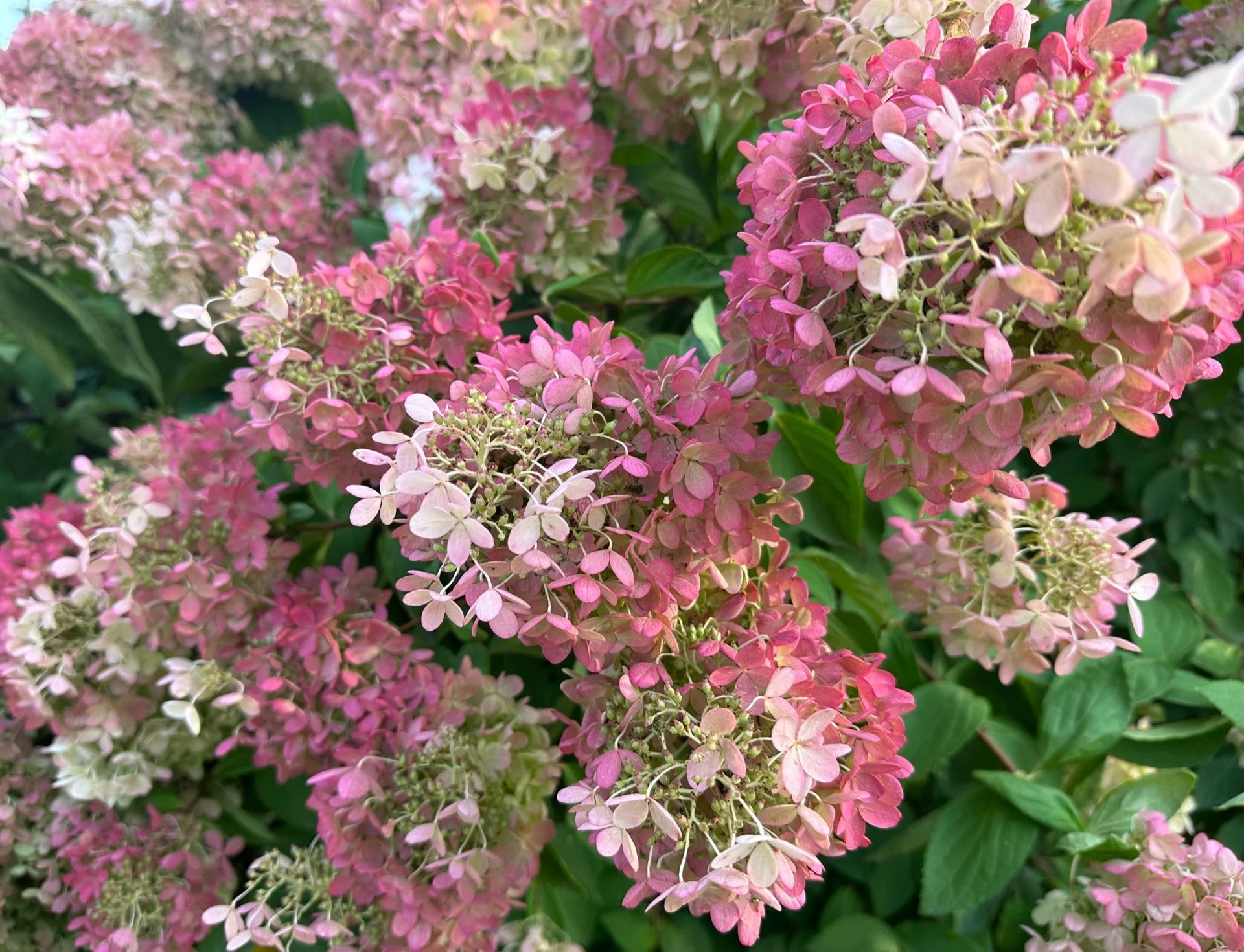 Obituary: Ruth Stewart Sugg