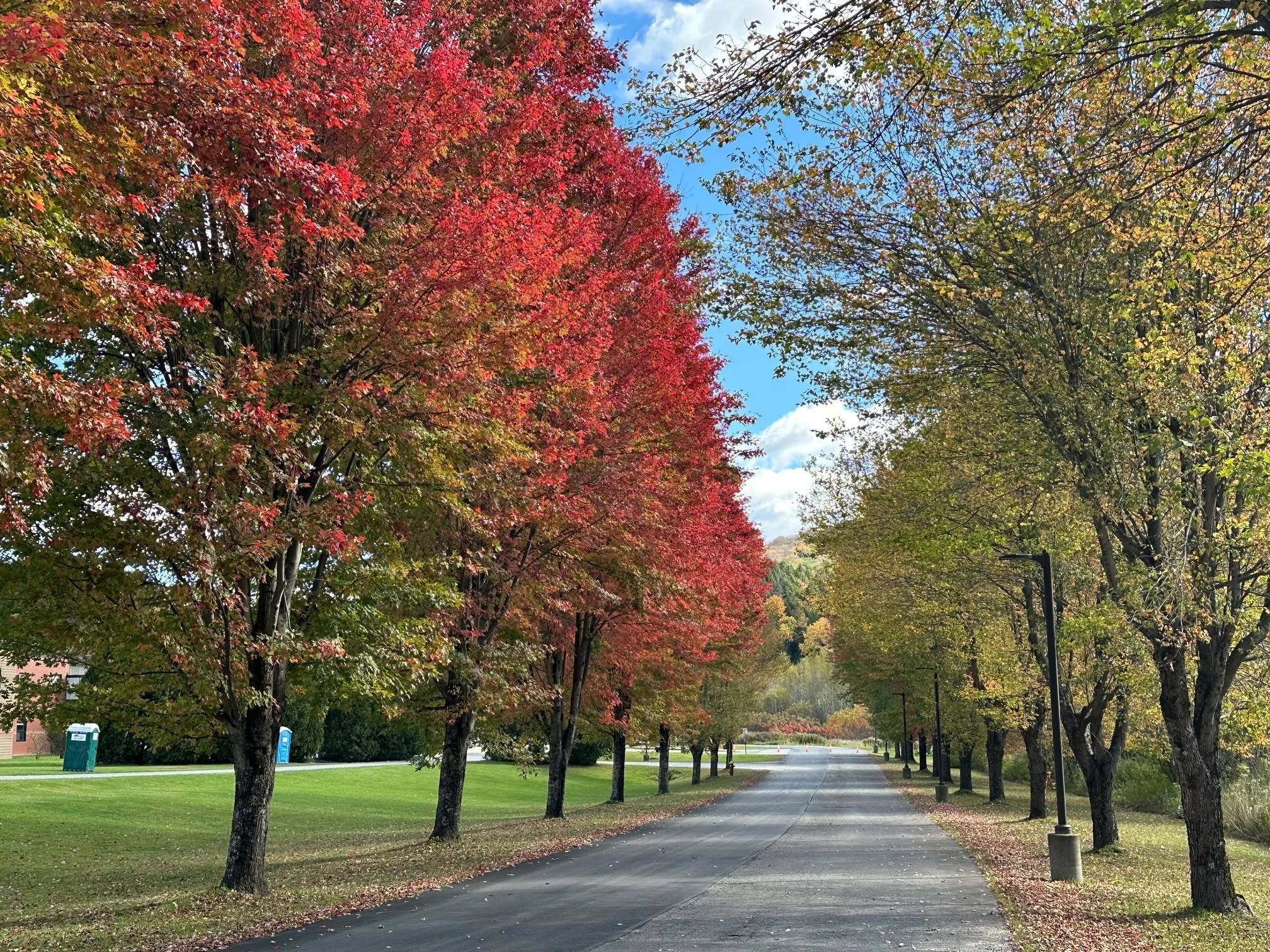 Middle school’s maples: Showy, but subdued 