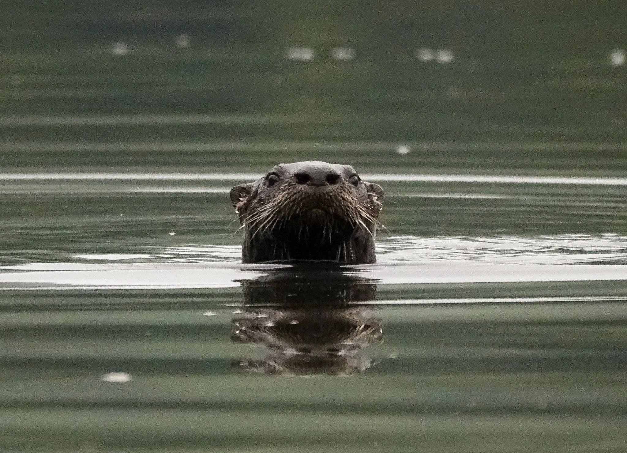  An otter on the Waterbury Reservoir stops for a look. Photo by Sheila Goss 
