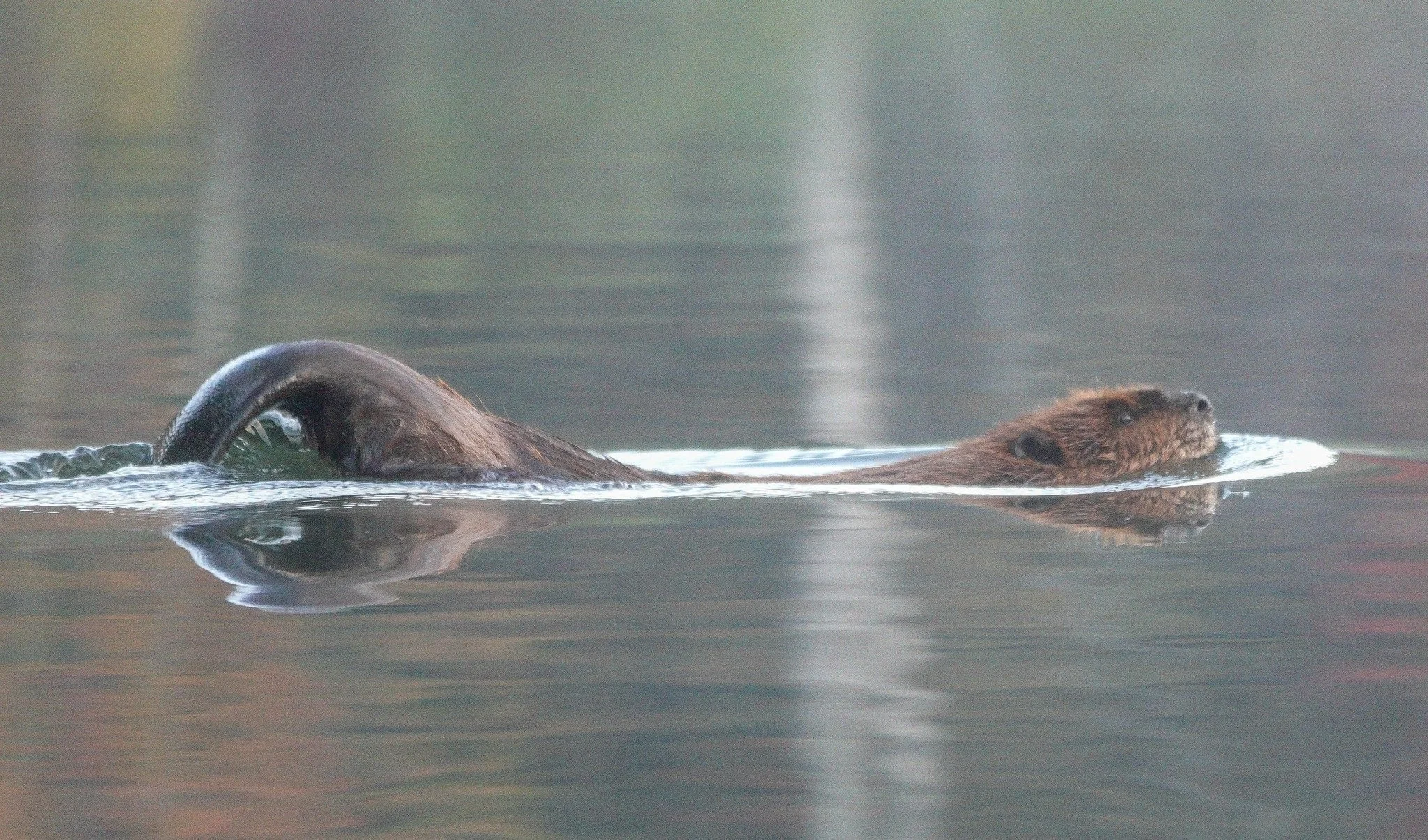  A beaver swimming in the Waterbury Reservoir gets ready to slap its tail on the water. Photo by Sheila Goss 