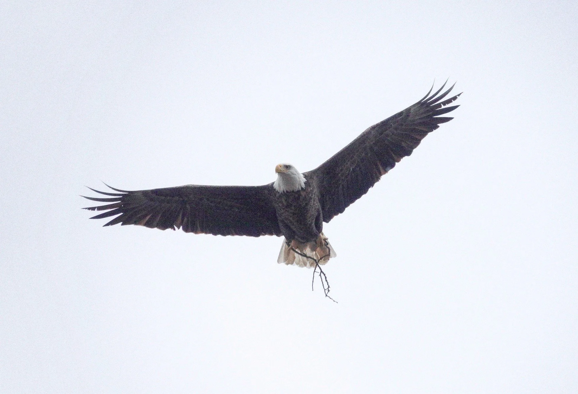  An eagle carries material for nest repair. Photo by Sheila Goss  