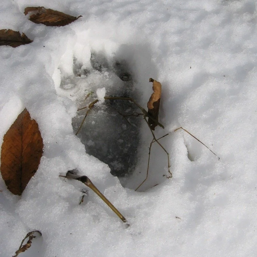 Bears are waking up – time to take down birdfeeders, etc.