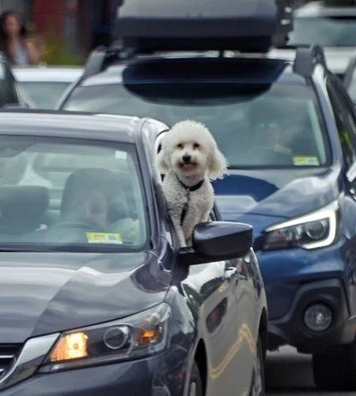 Got a pup? Get to the town clerk’s office by April 1 for a license