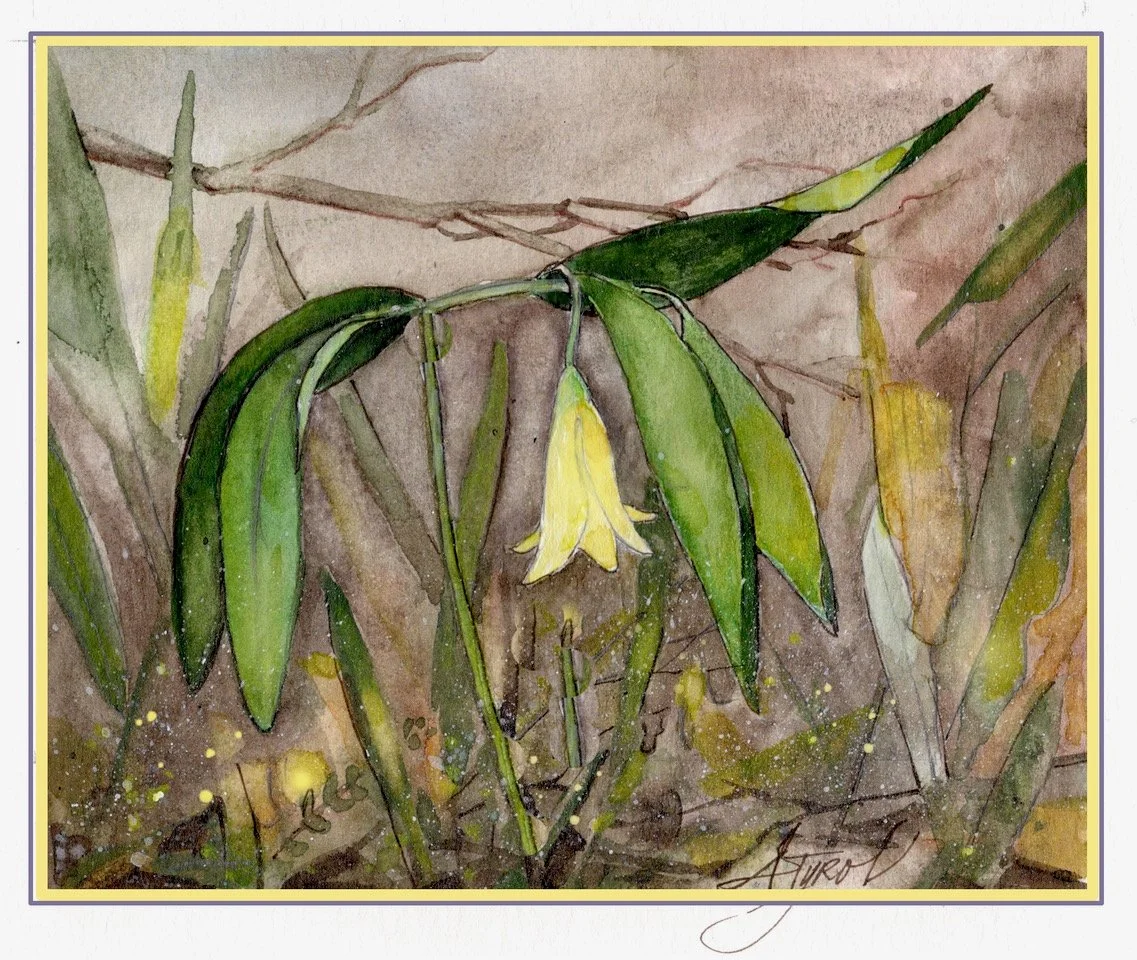Wild Oats: Spring’s bashful bellwort