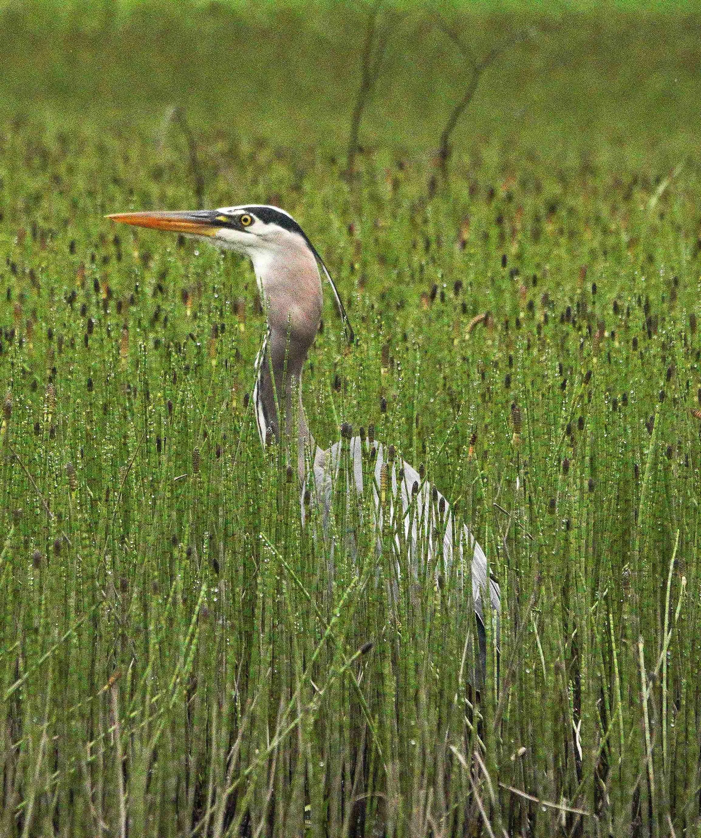   A great blue heron. Photo by Sheila Goss  