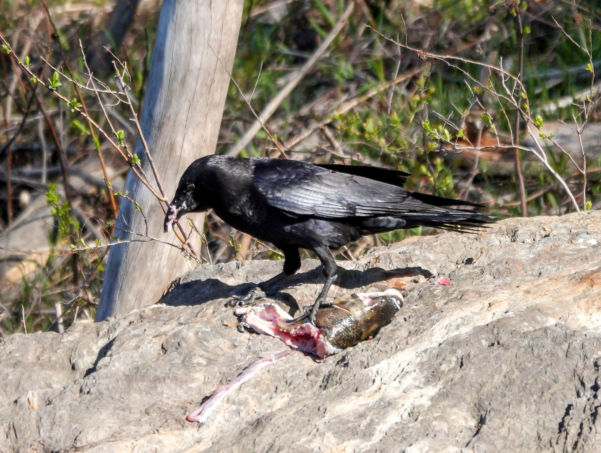   A crow feasts on dead fish. Photo by Sheila Goss  