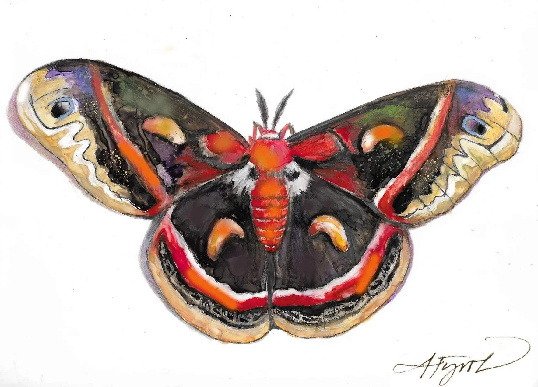 The cecropia: A moth with a mission