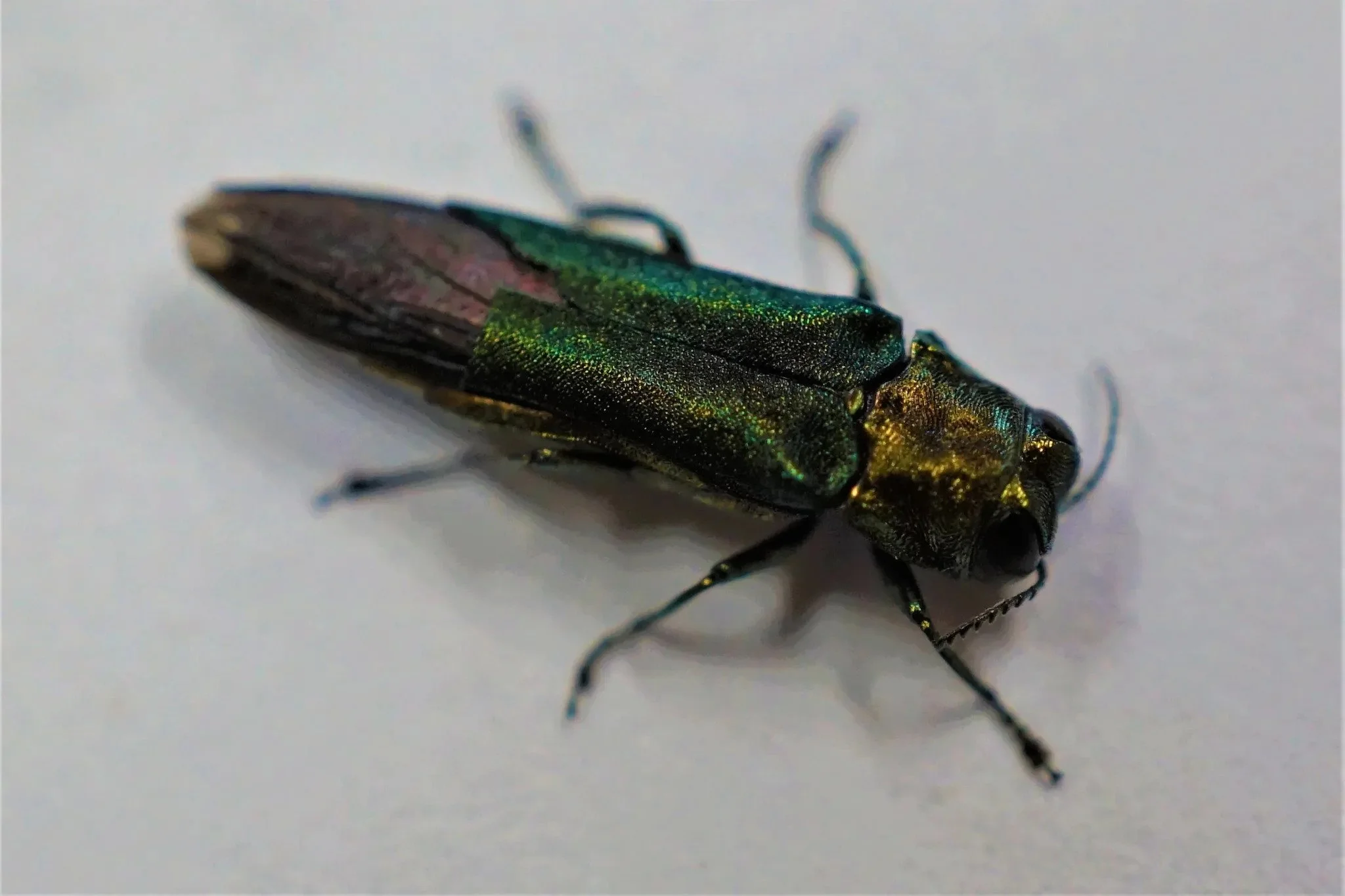 Foresters adapt as insects become driving force in tree mortality
