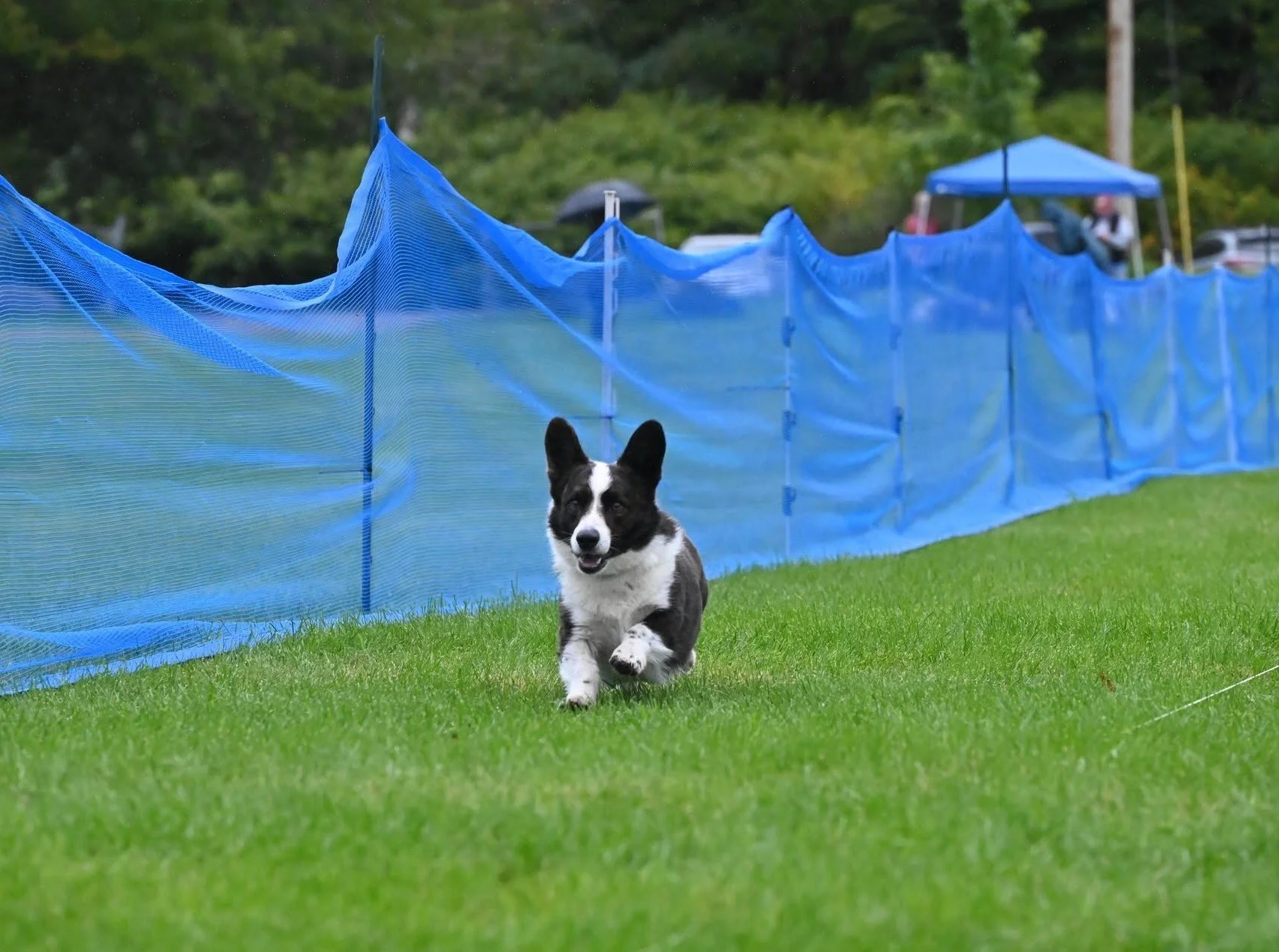 Local dogs invited to dog club’s Fall FastCAT Fun Run