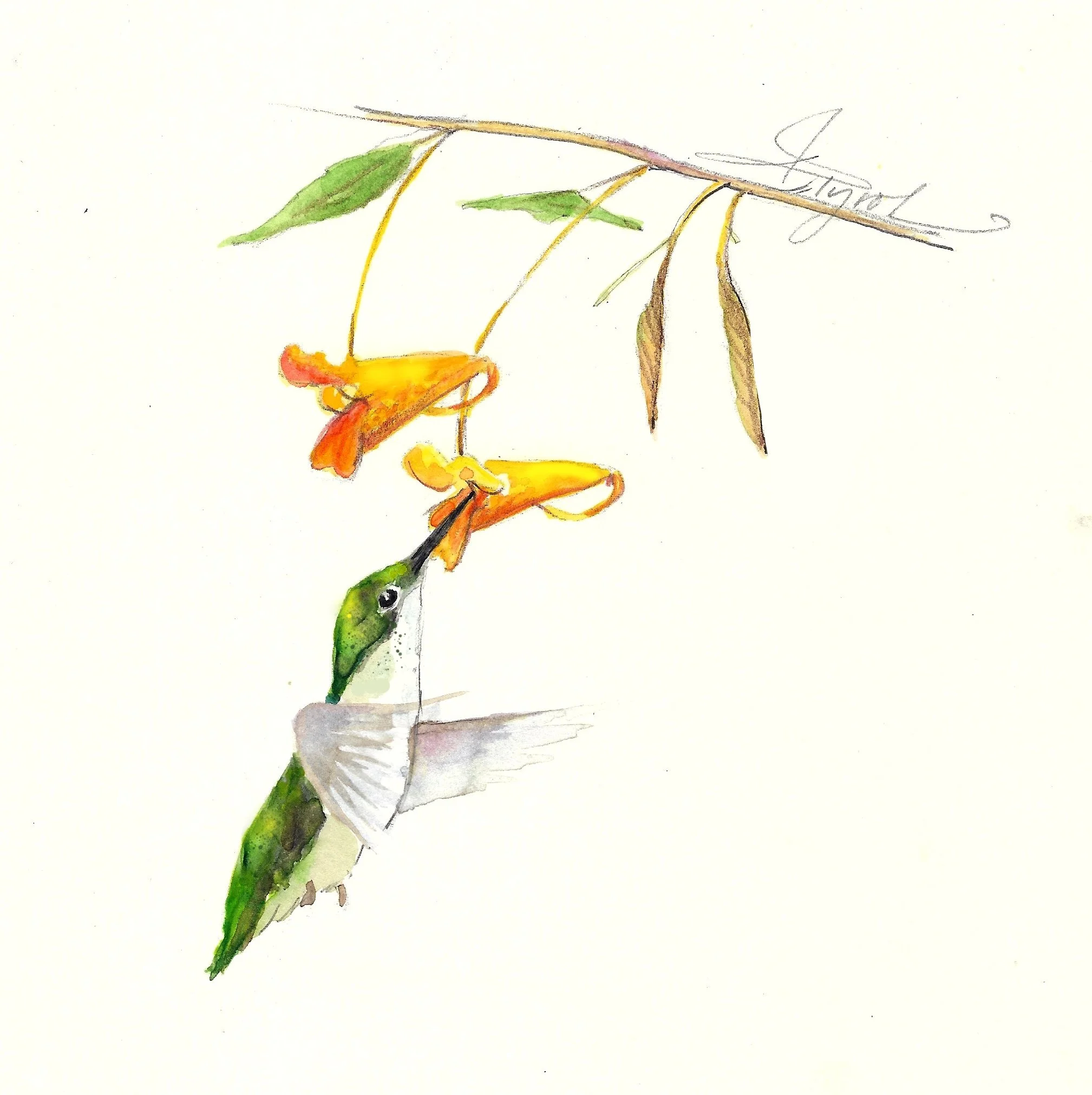 Jewelweed: A hummingbird magnet