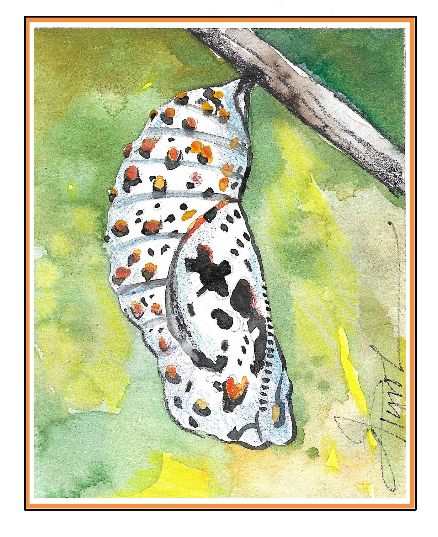 The Baltimore checkerspot: Finding Maryland’s state insect in Vermont