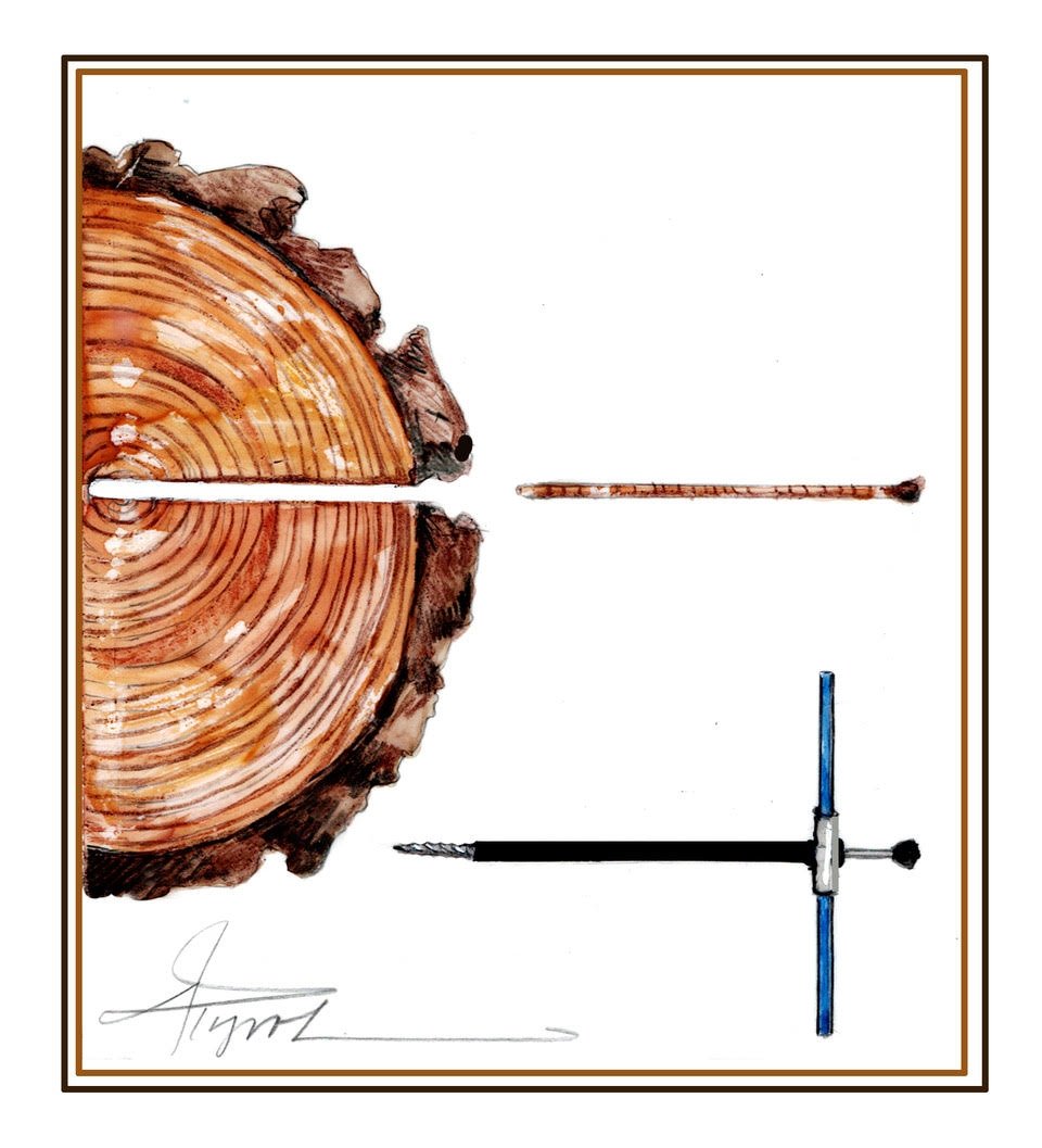 How growth rings chronicle the seasons