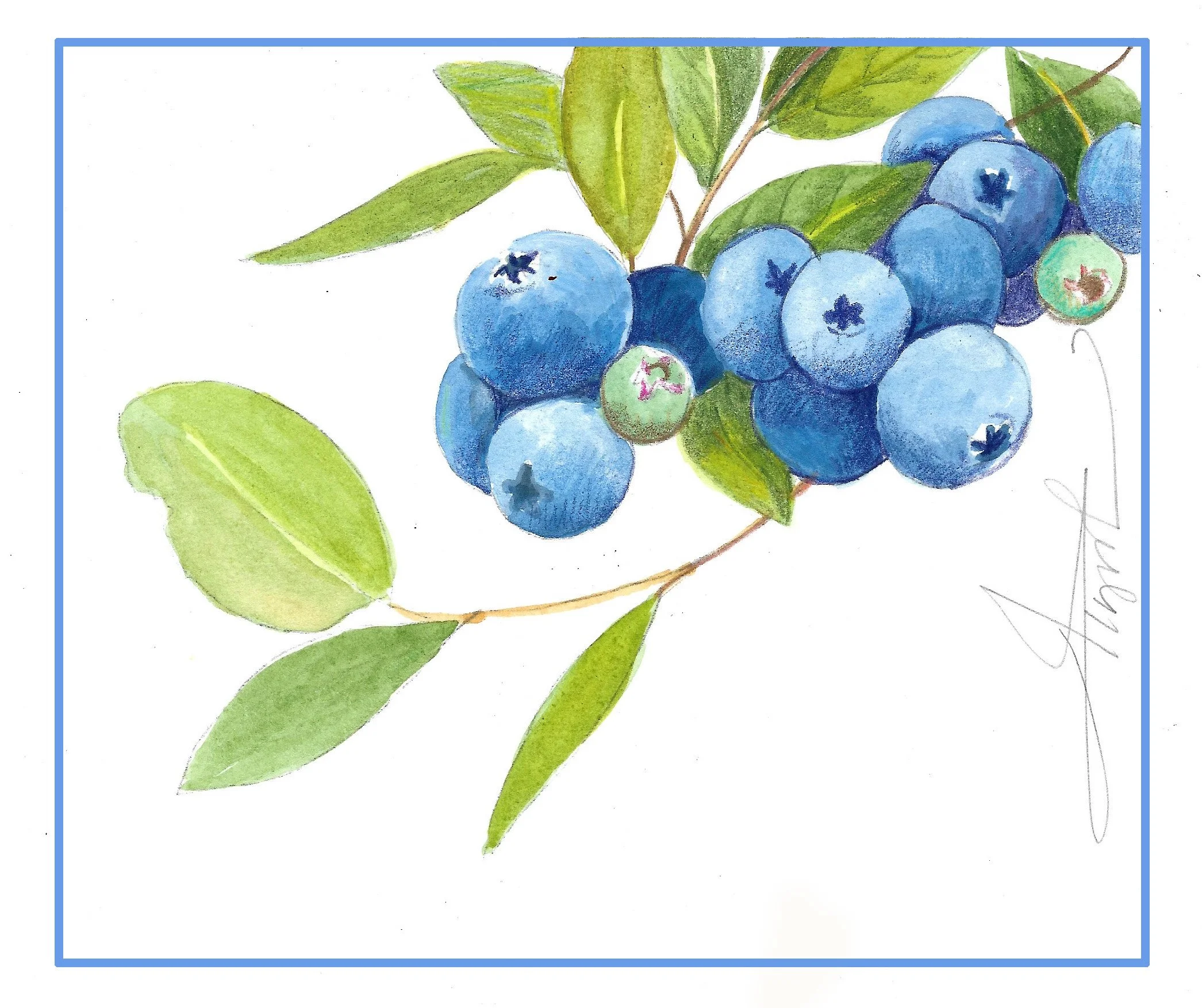 What makes blueberries blue?